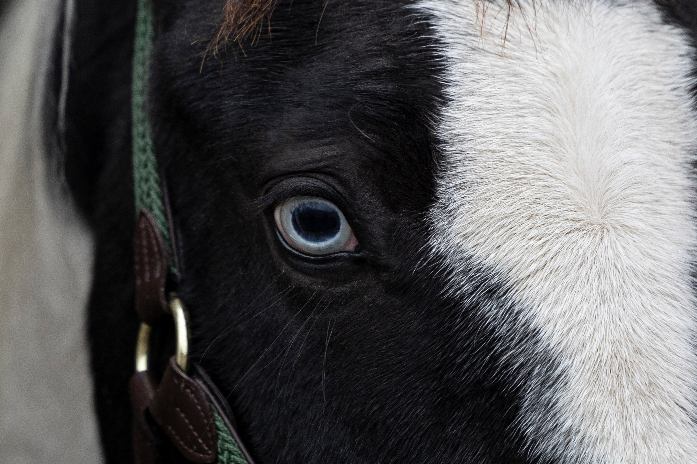 Дракарис и Кейси. Фотограф-анималист Анна Маринич