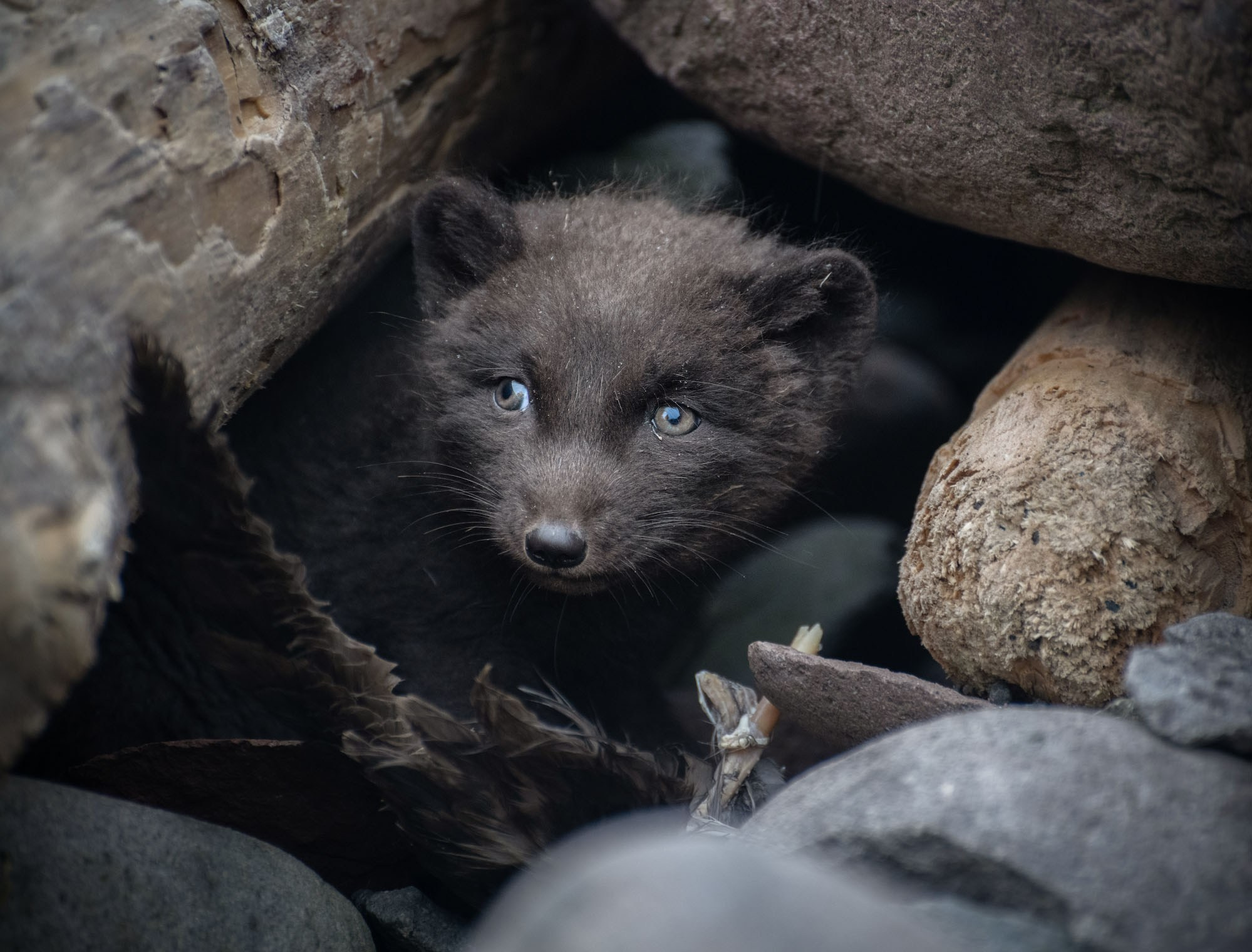 Фотографии животный мир России