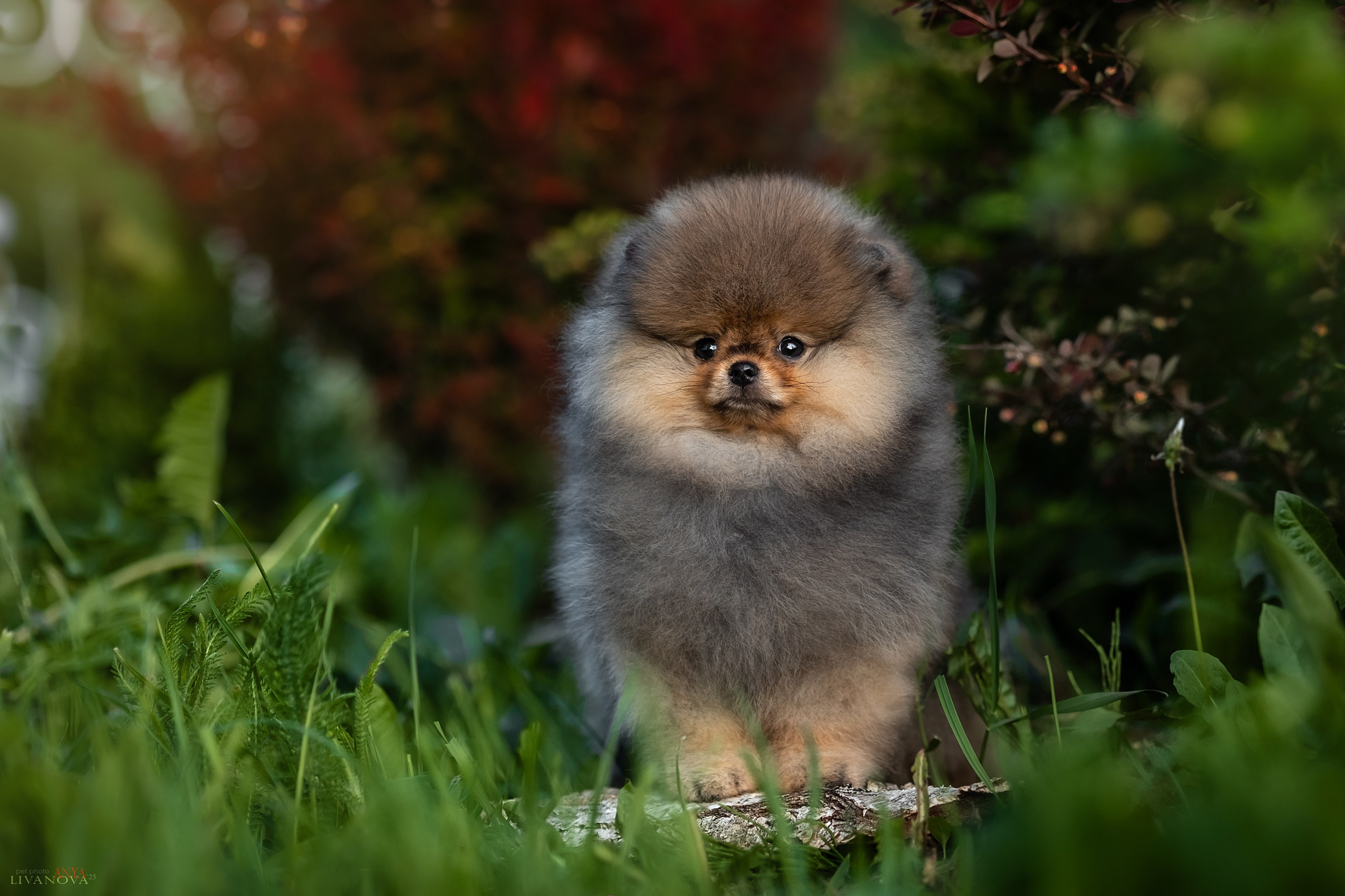 Шпичики. Фотограф анималист Аня Ливанова | Рыбинск