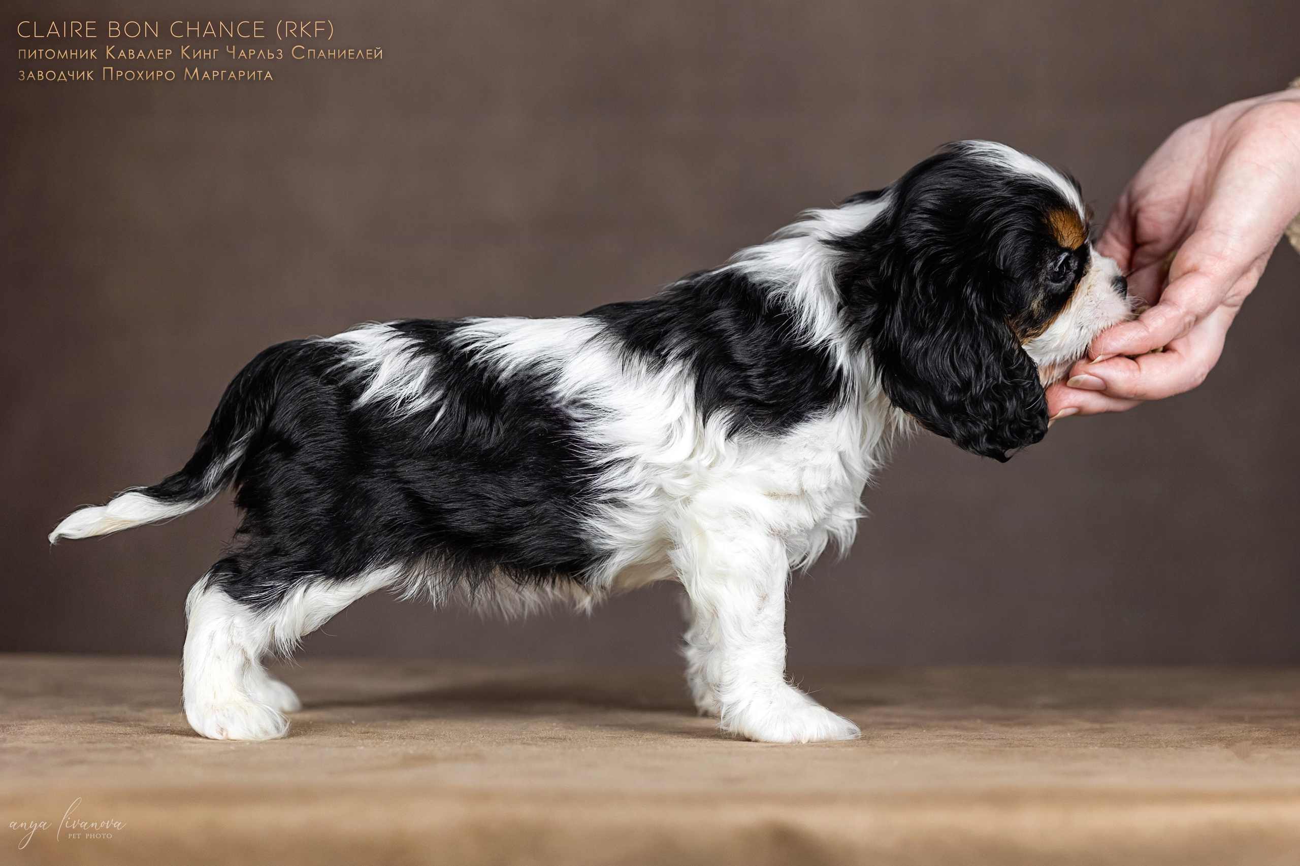 Кавалерчики. Фотограф анималист Аня Ливанова | Рыбинск