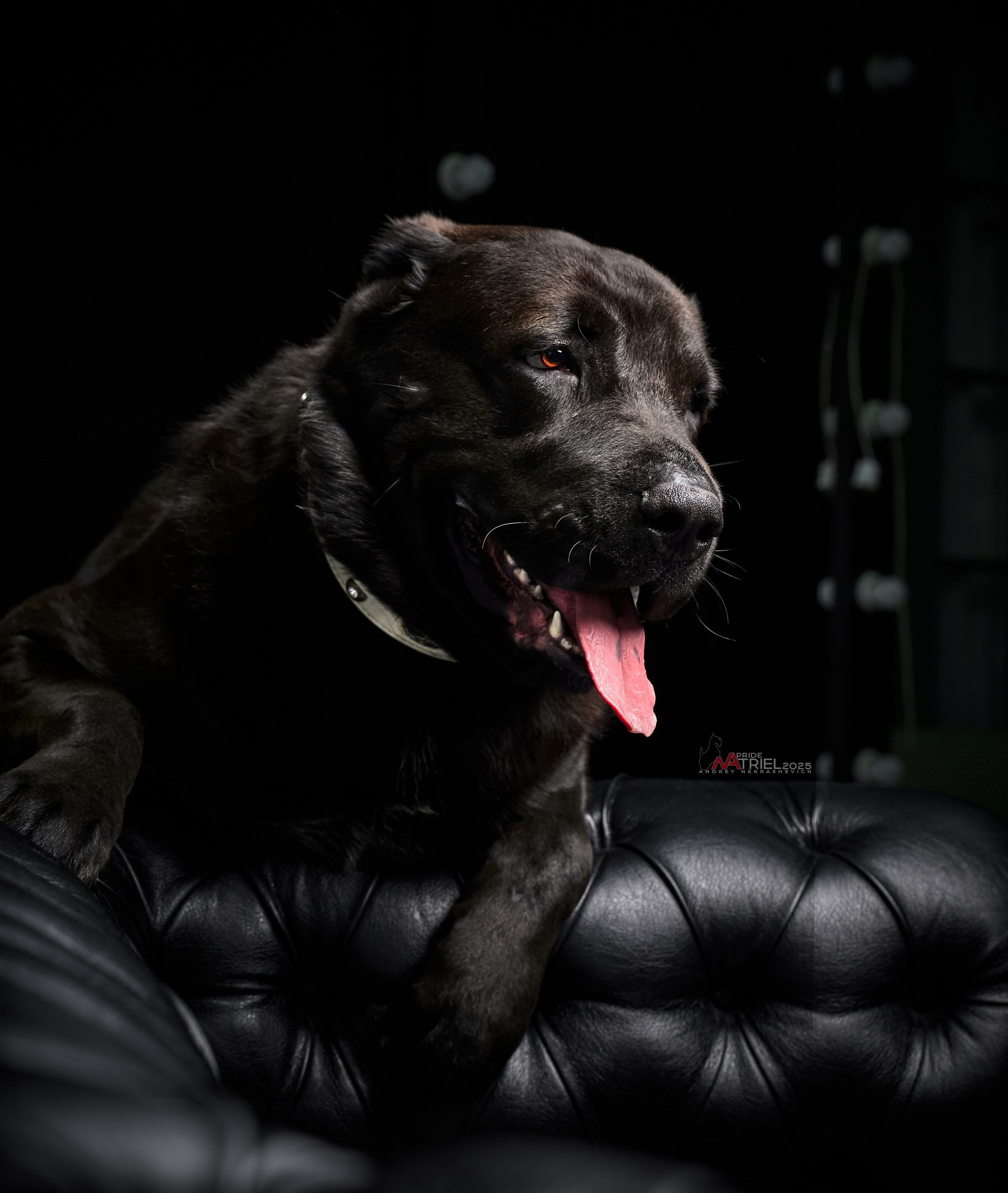 Съемка алабая в студии