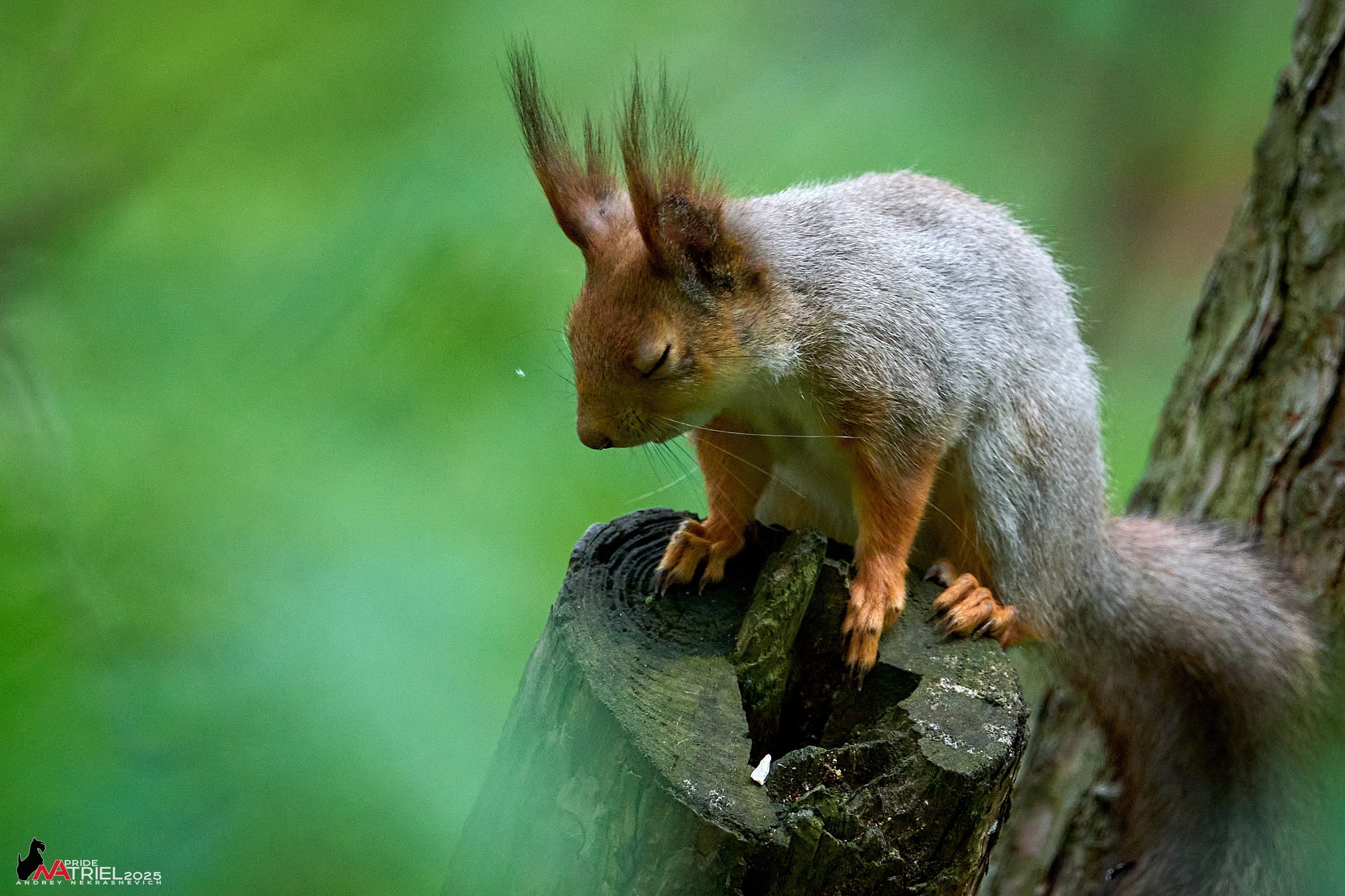 Съемка в майском лесу