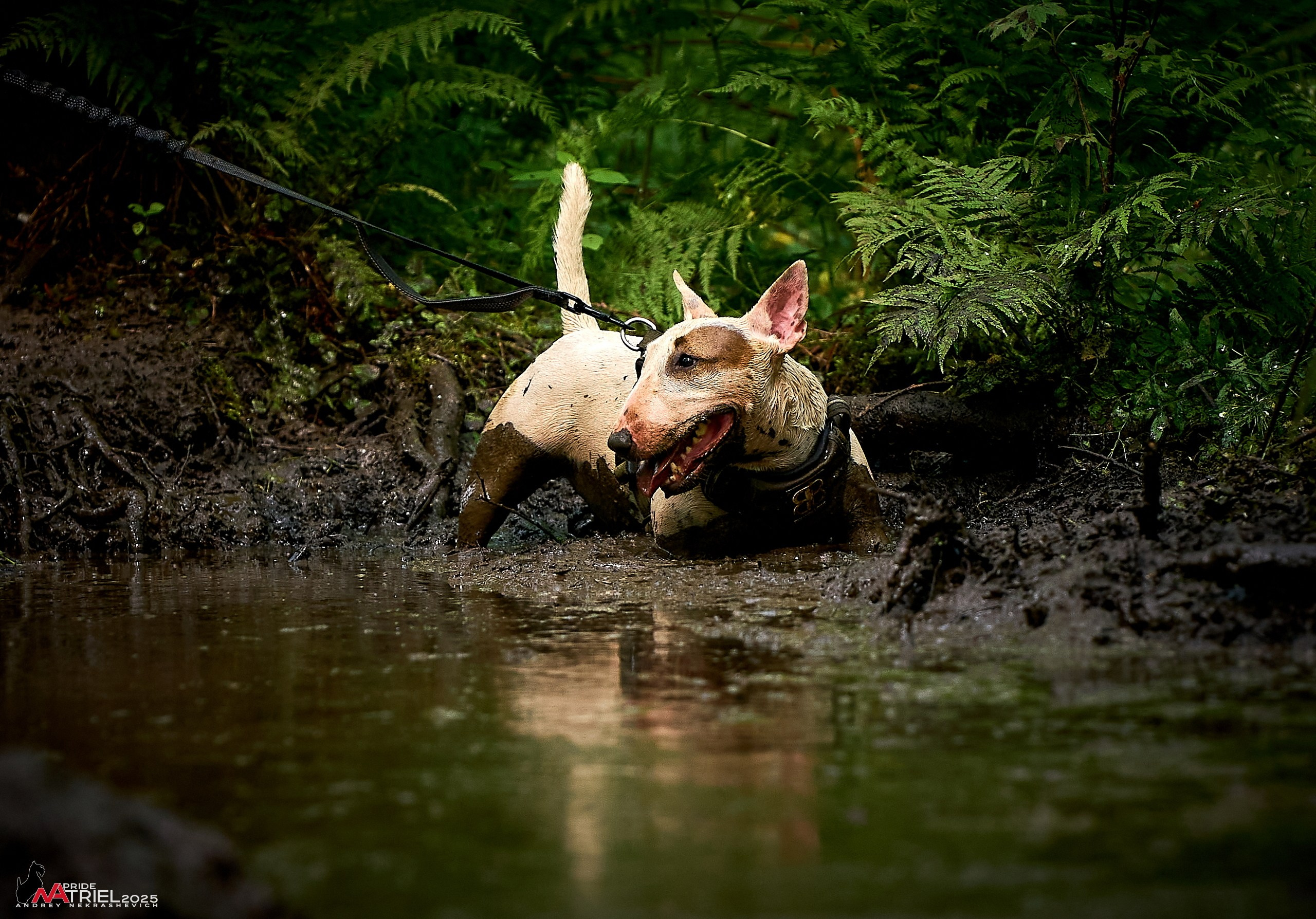 Russian Extreme Dog Trail — 2025