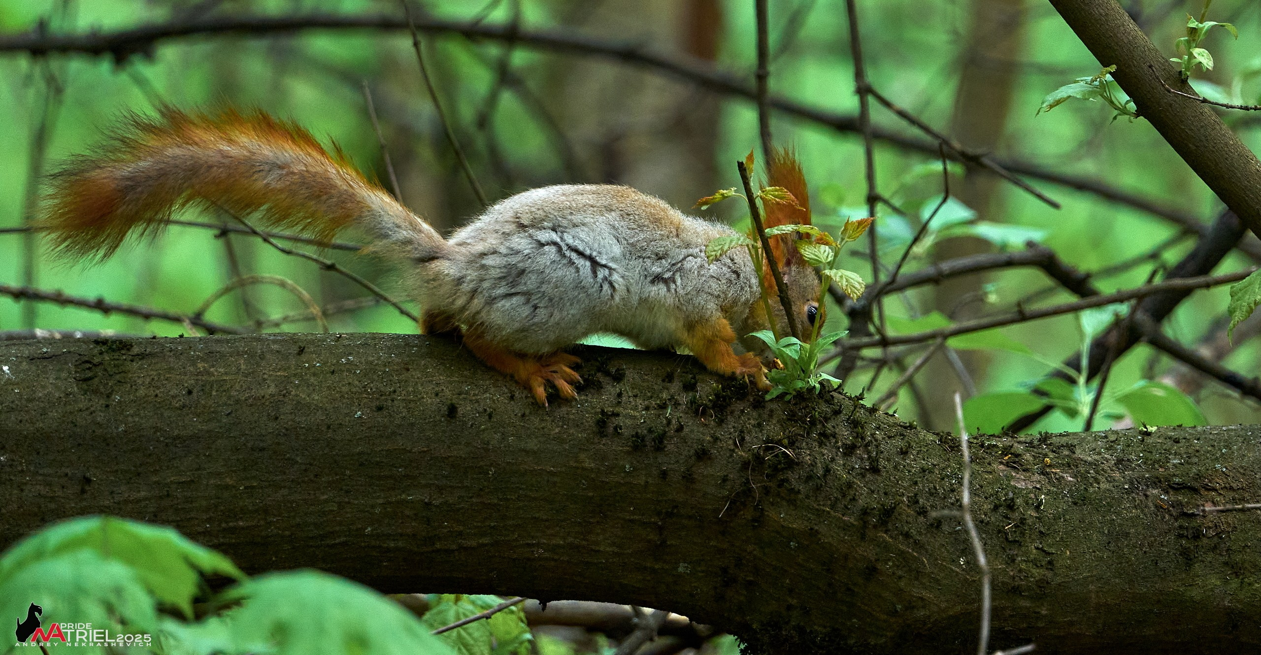 Съемка в майском лесу