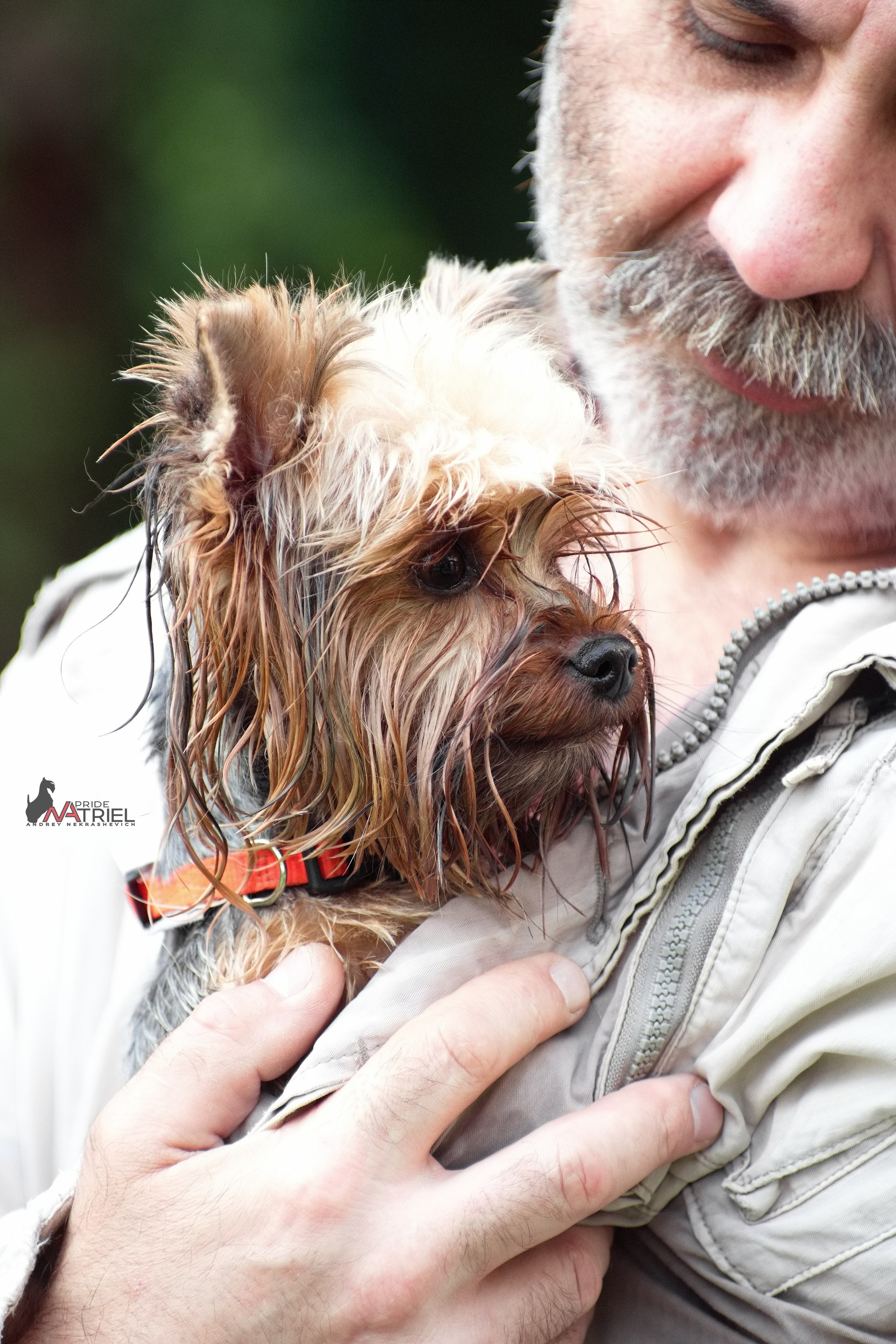 Йоркширский терьер Циля