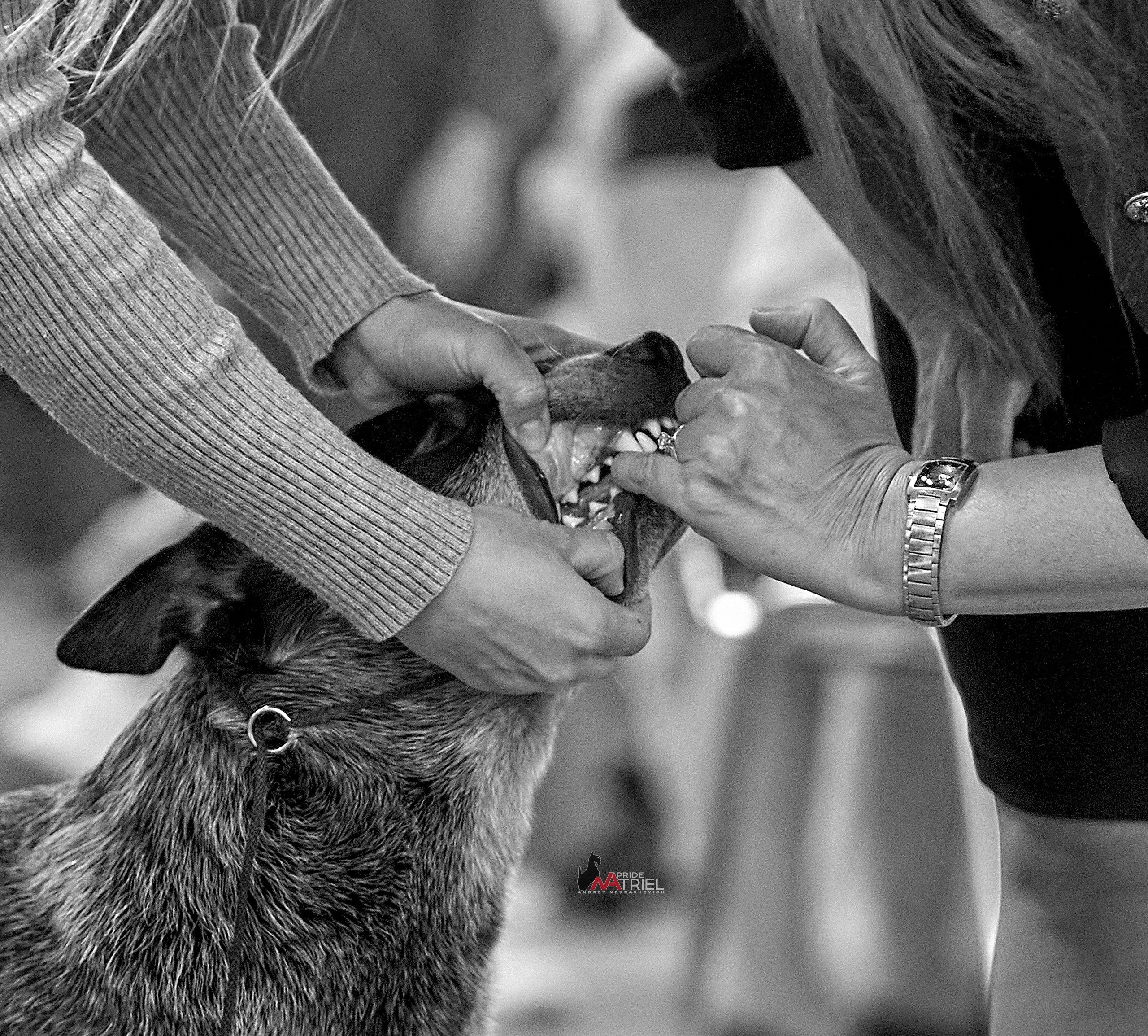 Работа в рингах — галерея NATRIEL