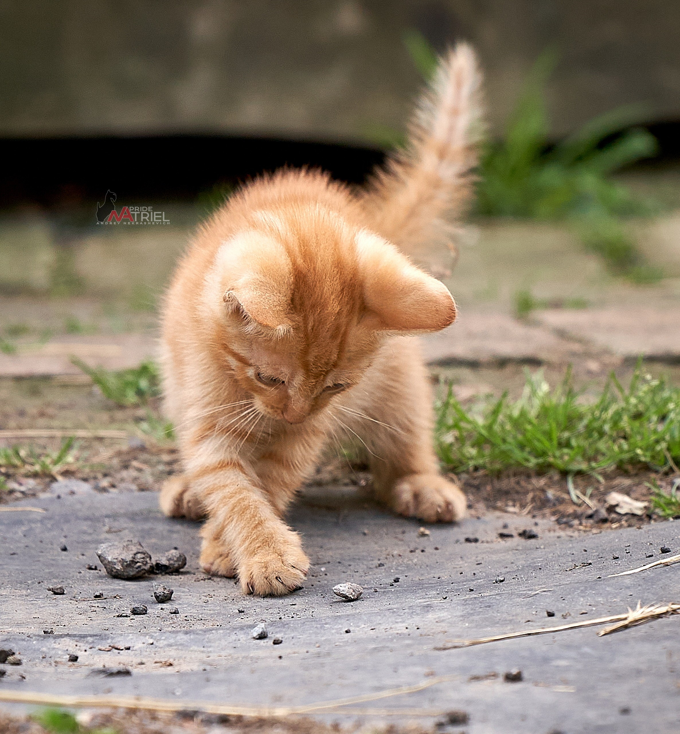 Домашние кошки — галерея NATRIEL