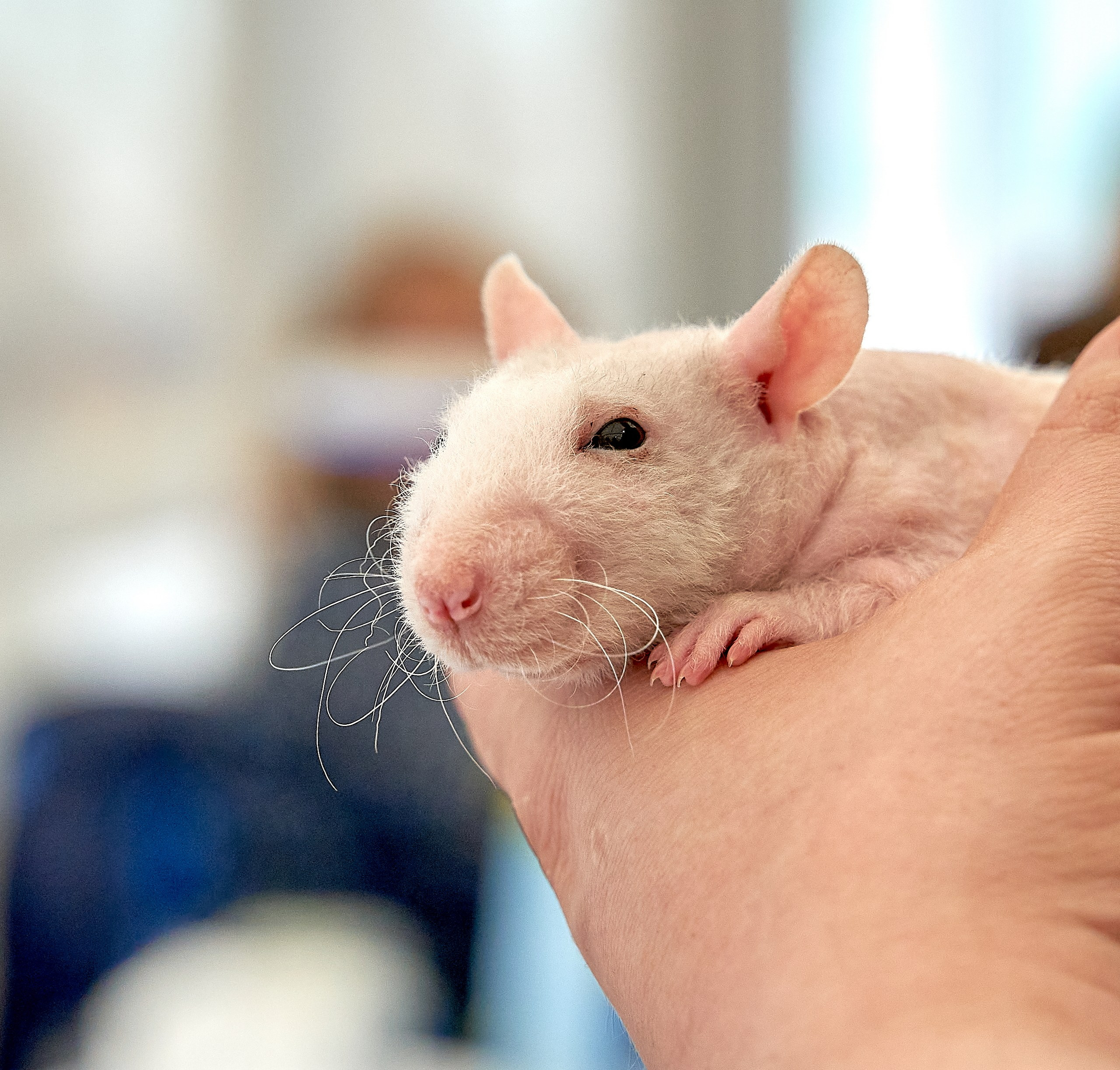 Животные — галерея NATRIEL