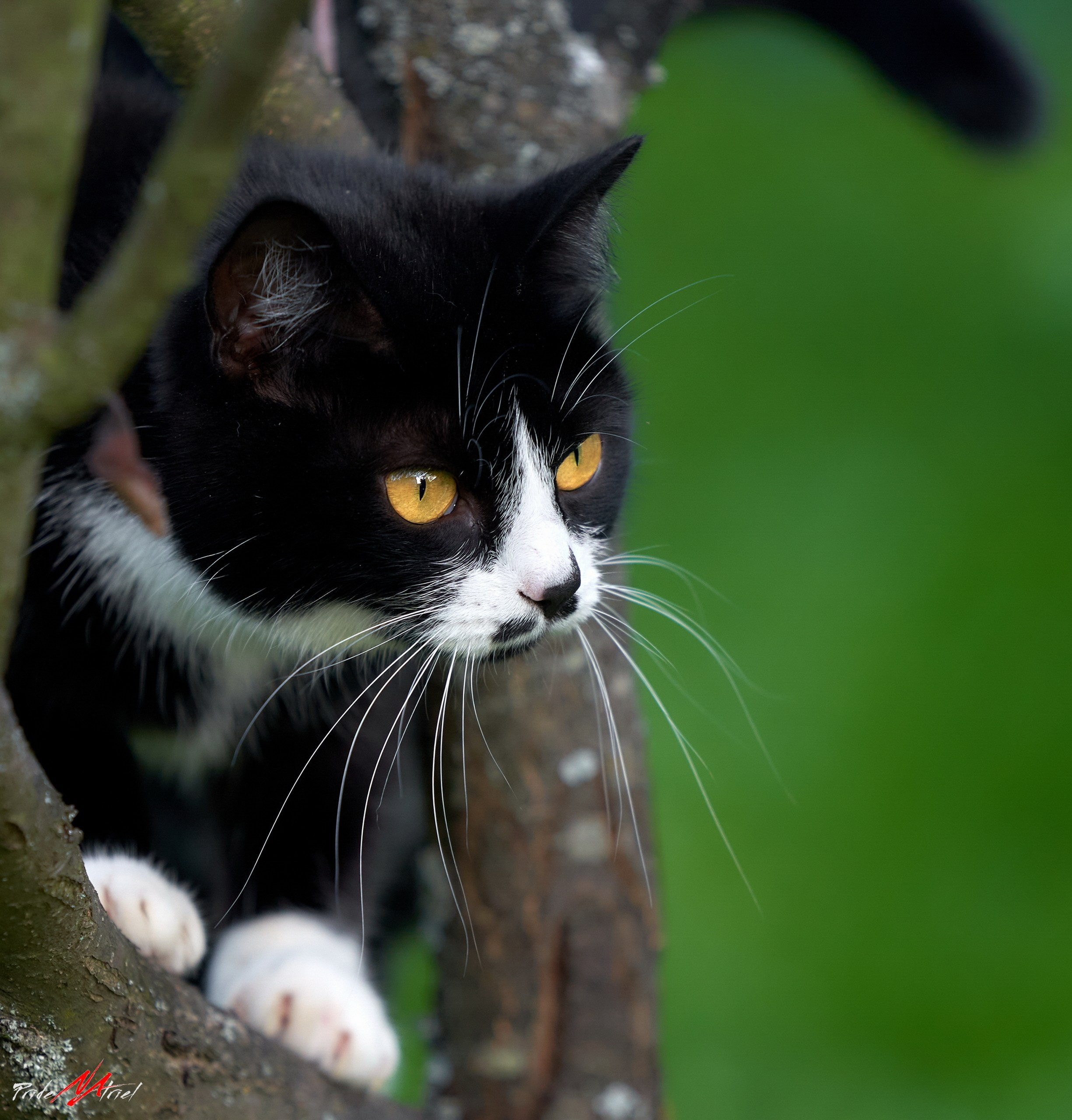 Домашние кошки — галерея NATRIEL