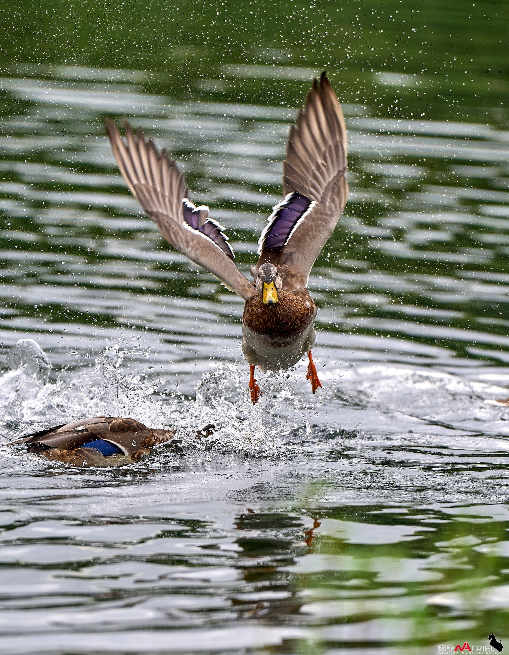 Утки на пруду