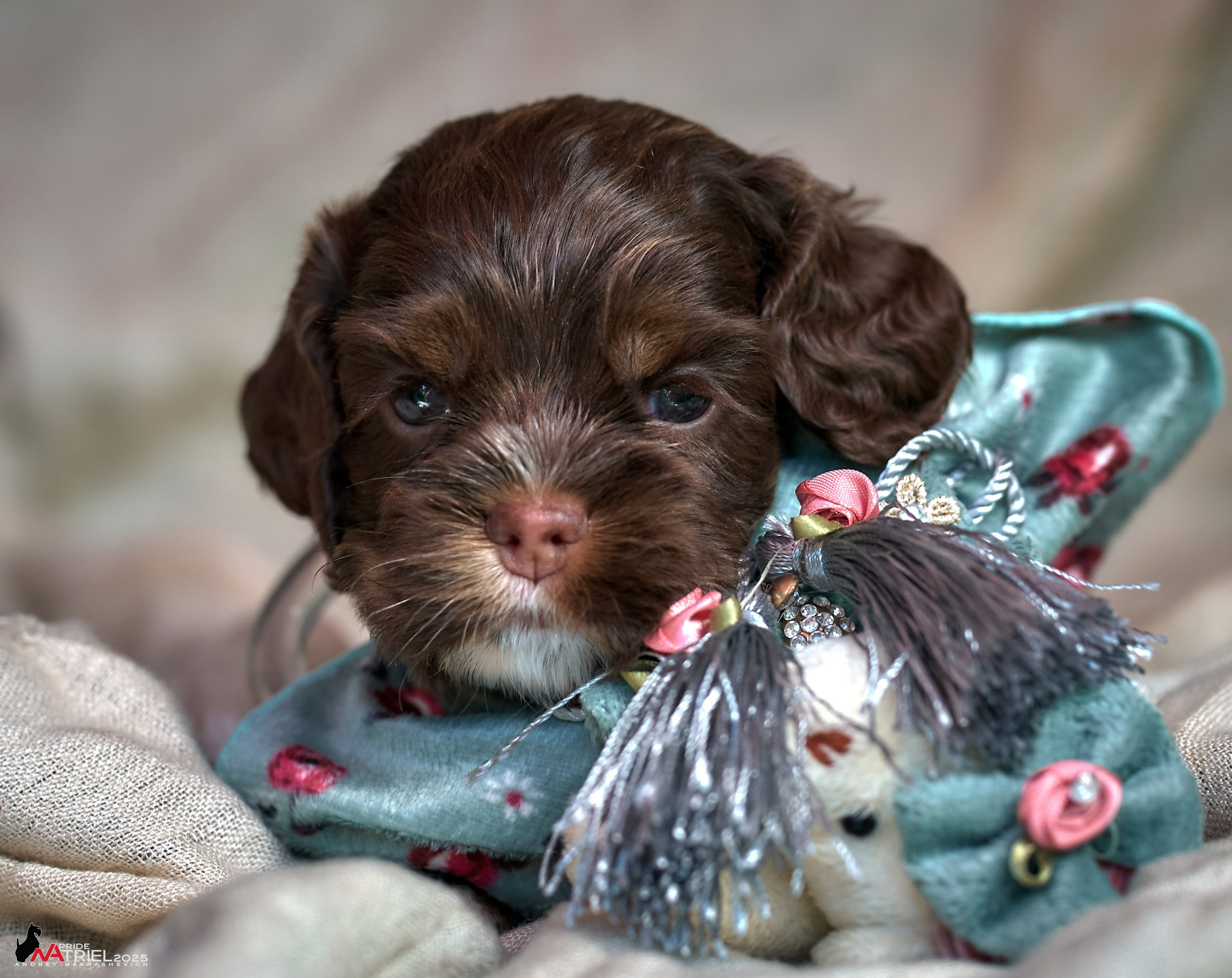 Щенки АмКокеров