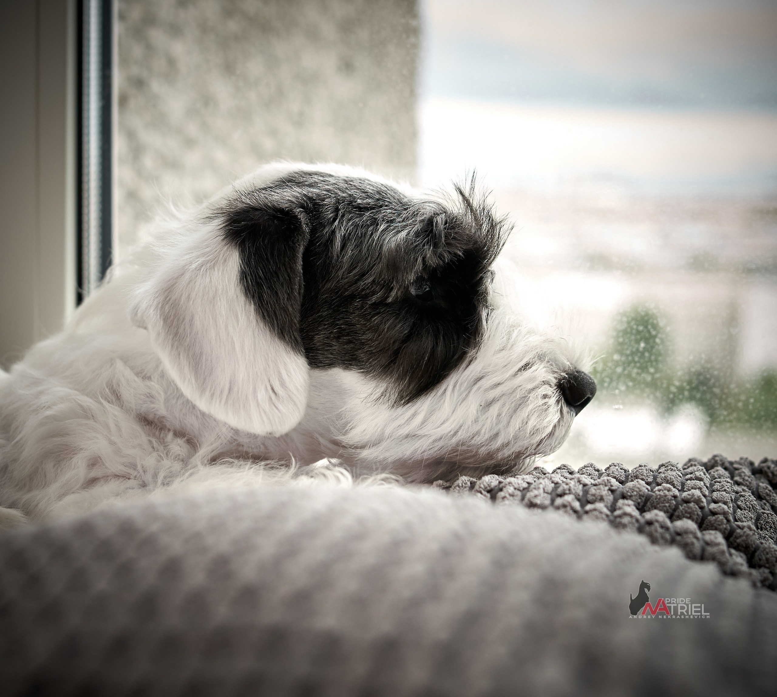 Щенки дома — галерея NATRIEL