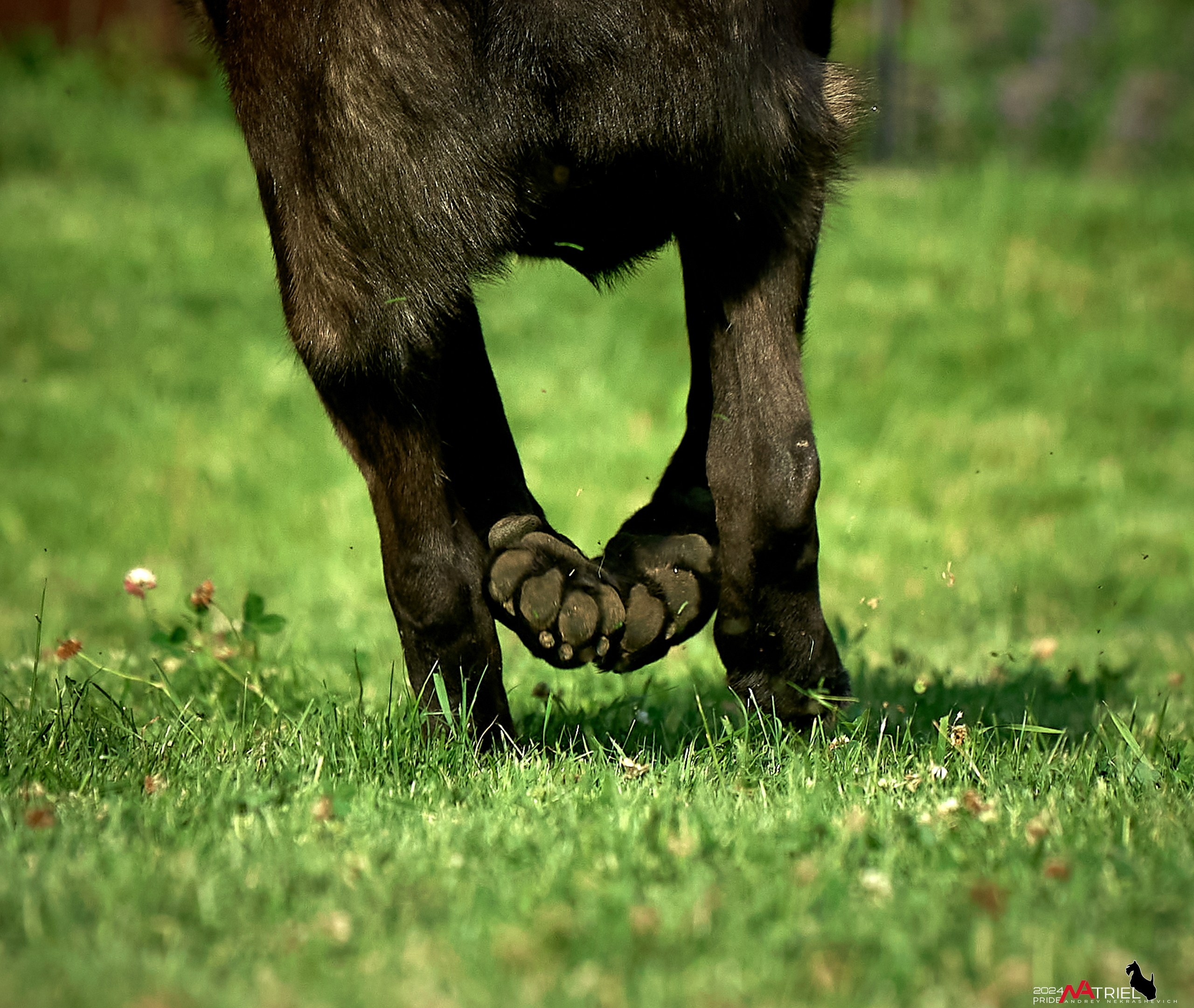 Съемка собак с выездом к Вам в дом