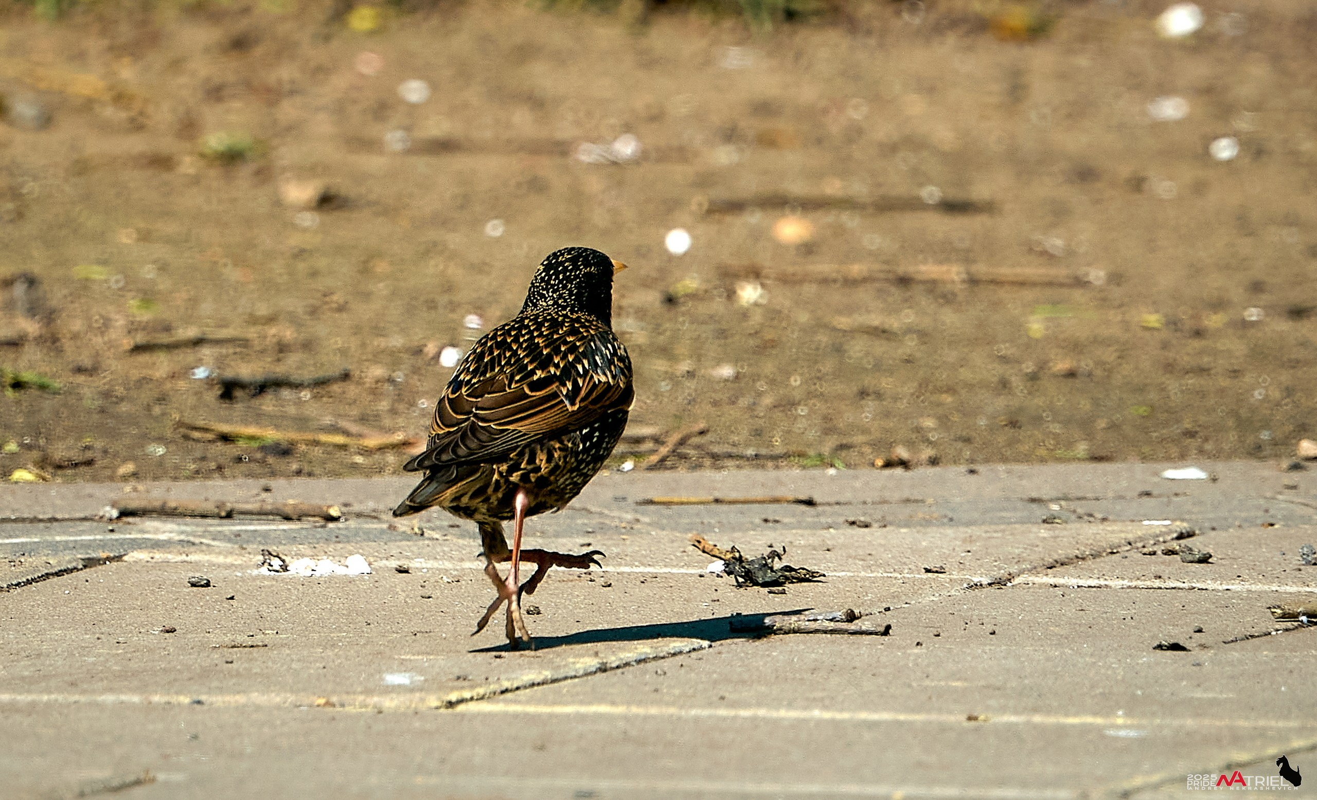 Птички и цветочки