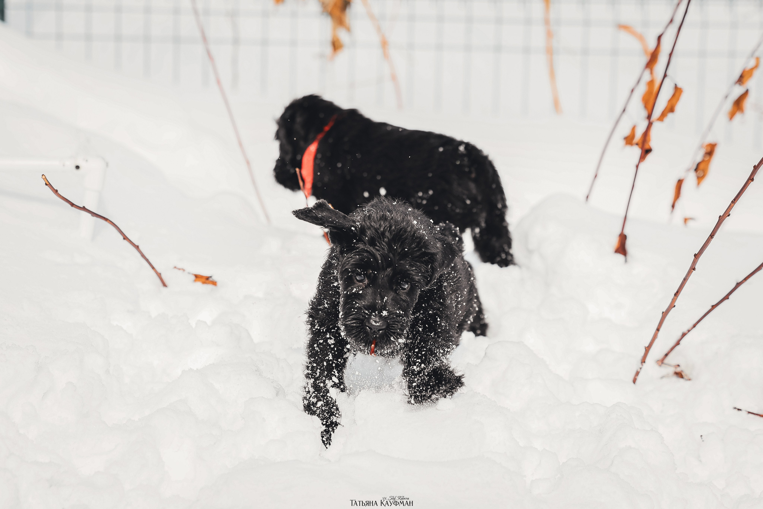 Ризеншнауцер, щенки ризеншнауцера, купить ризеншнауцера, купить щенка, ризеншнауцер Новосибирск, фотосъемка щенков, фотосессия собак, заказать фотосессию, фотографии щенков, сфотографировать щенка, фотограф Анималист, фотограф собак Новосибирск, фотограф анималист Новосибирск