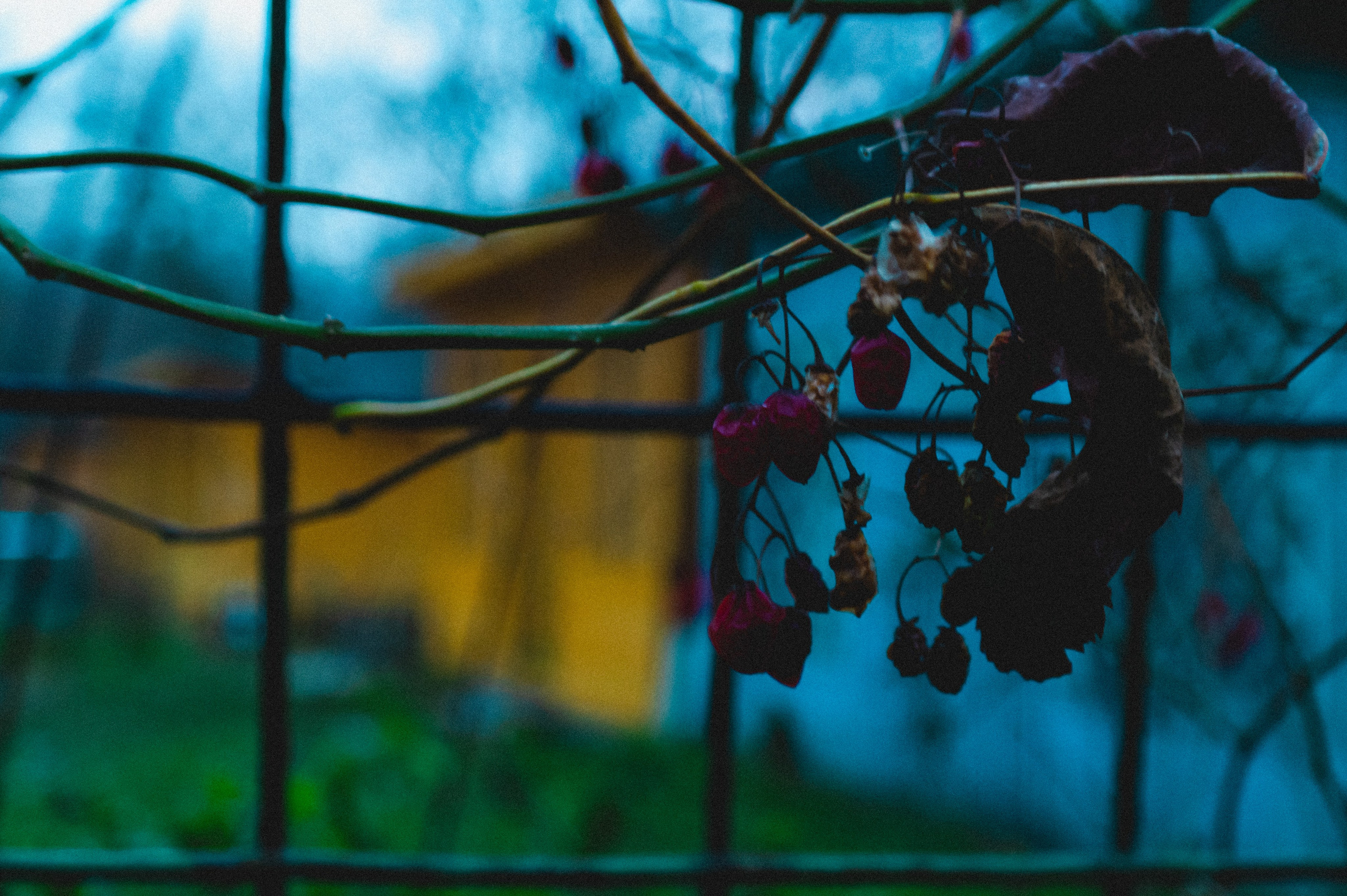 Ноябрь 2025. Den Mirov — Фотограф, Музыкант