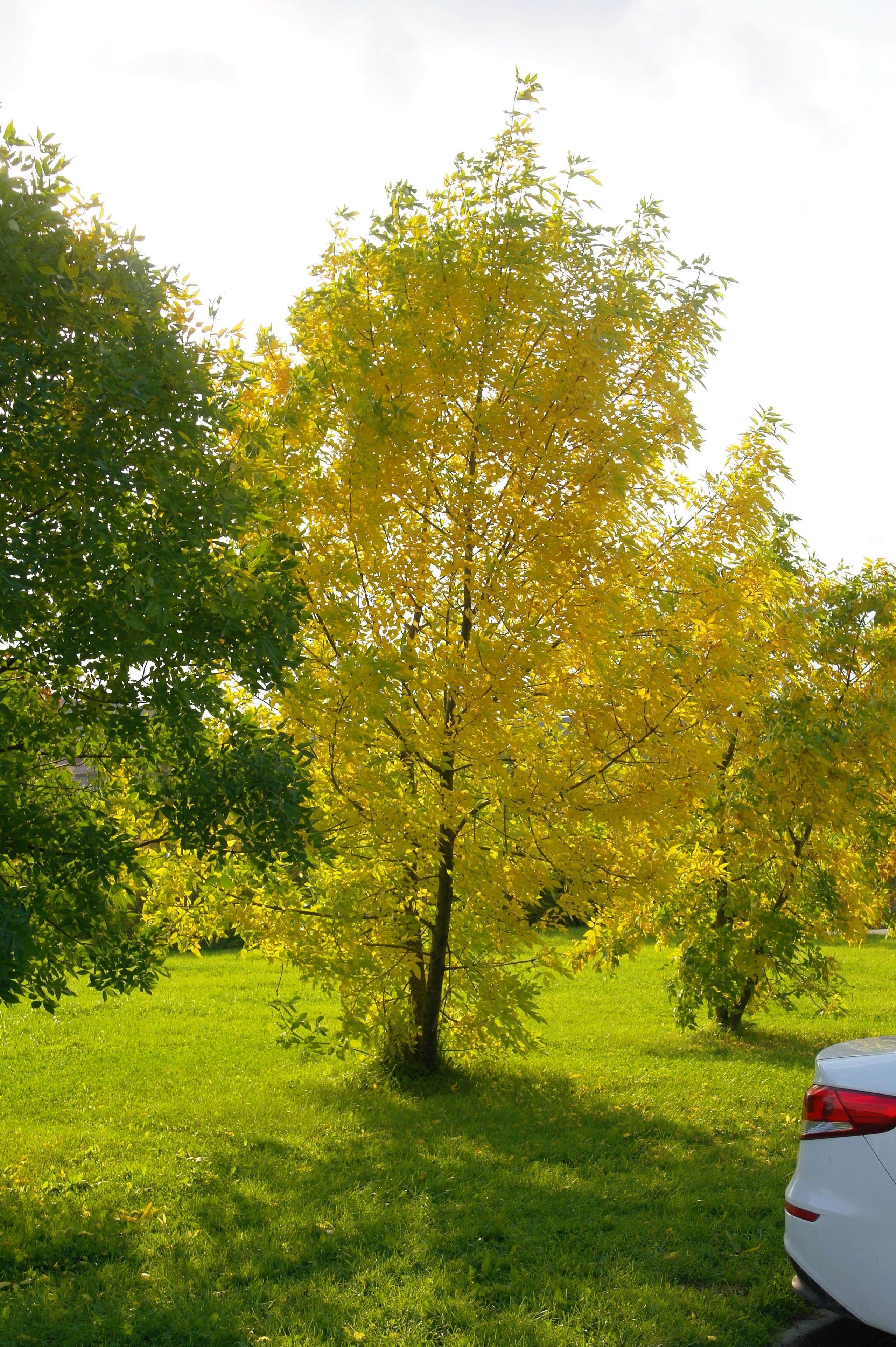 Сентябрь 2025. Den Mirov — Фотограф, Музыкант