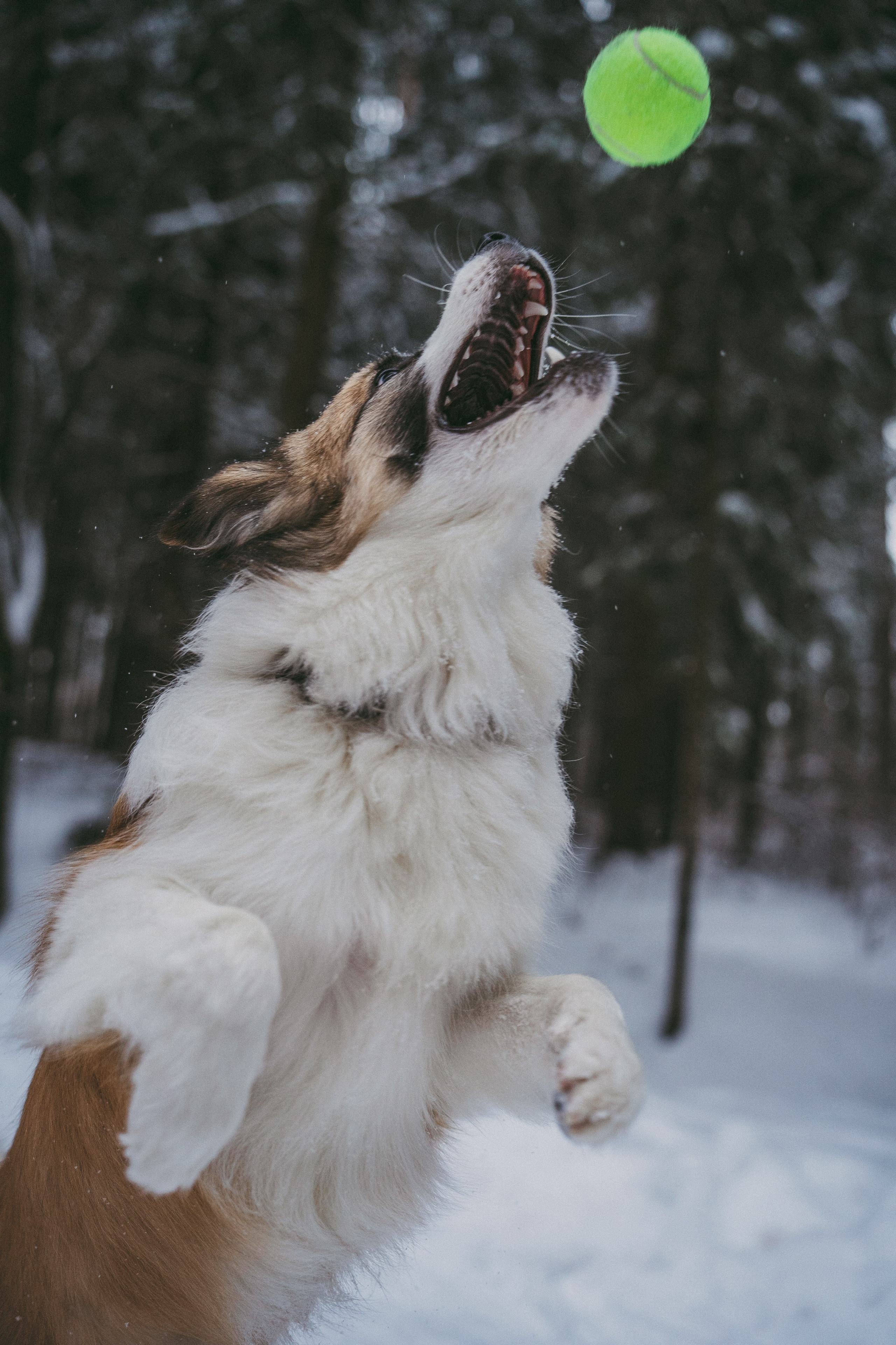 Катя, Анатолий и Елай. Фотограф анималист в Москве и Санкт-Петербурге Свиридова Анна