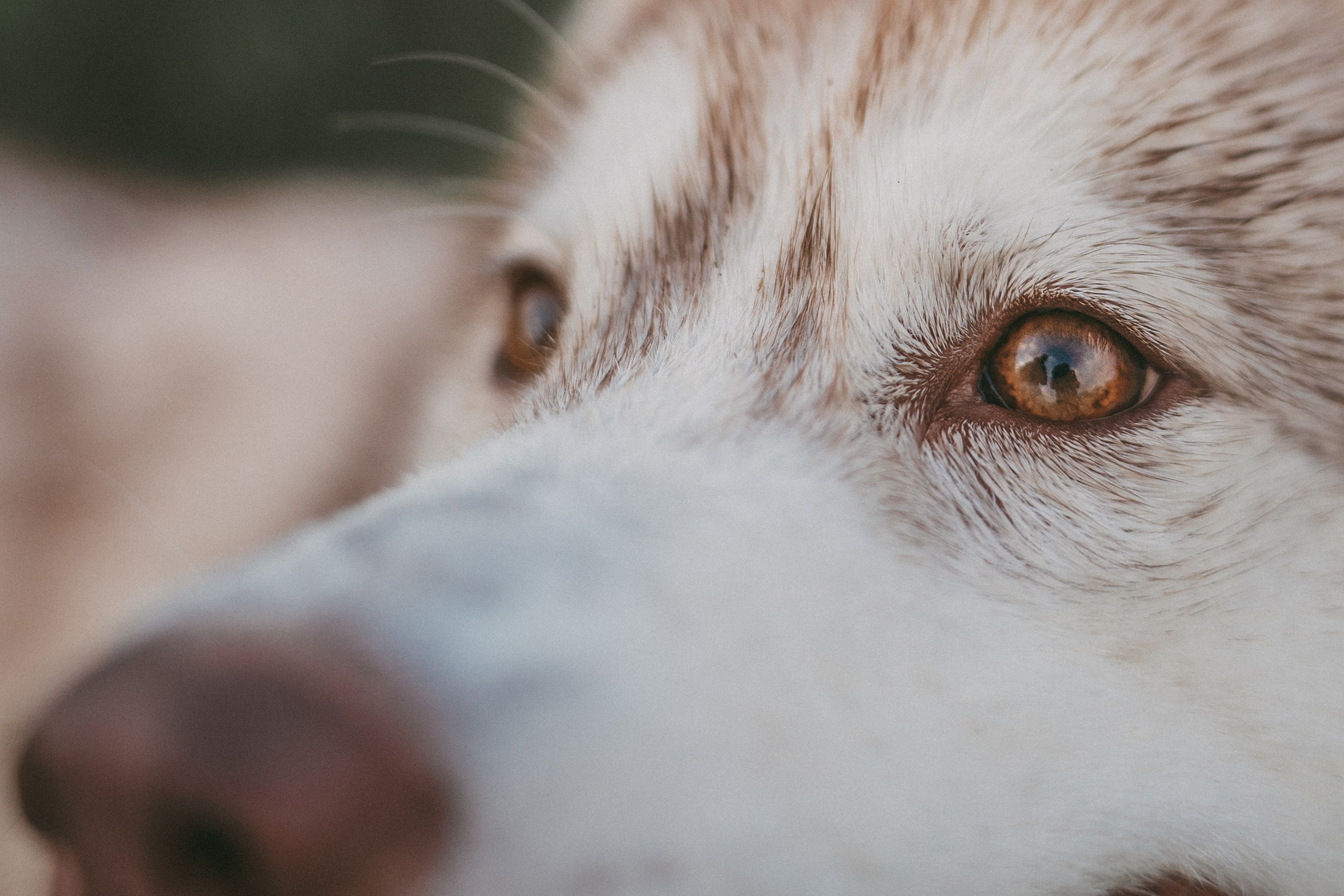Мария и Джесси. Фотограф анималист в Москве и Санкт-Петербурге Свиридова Анна