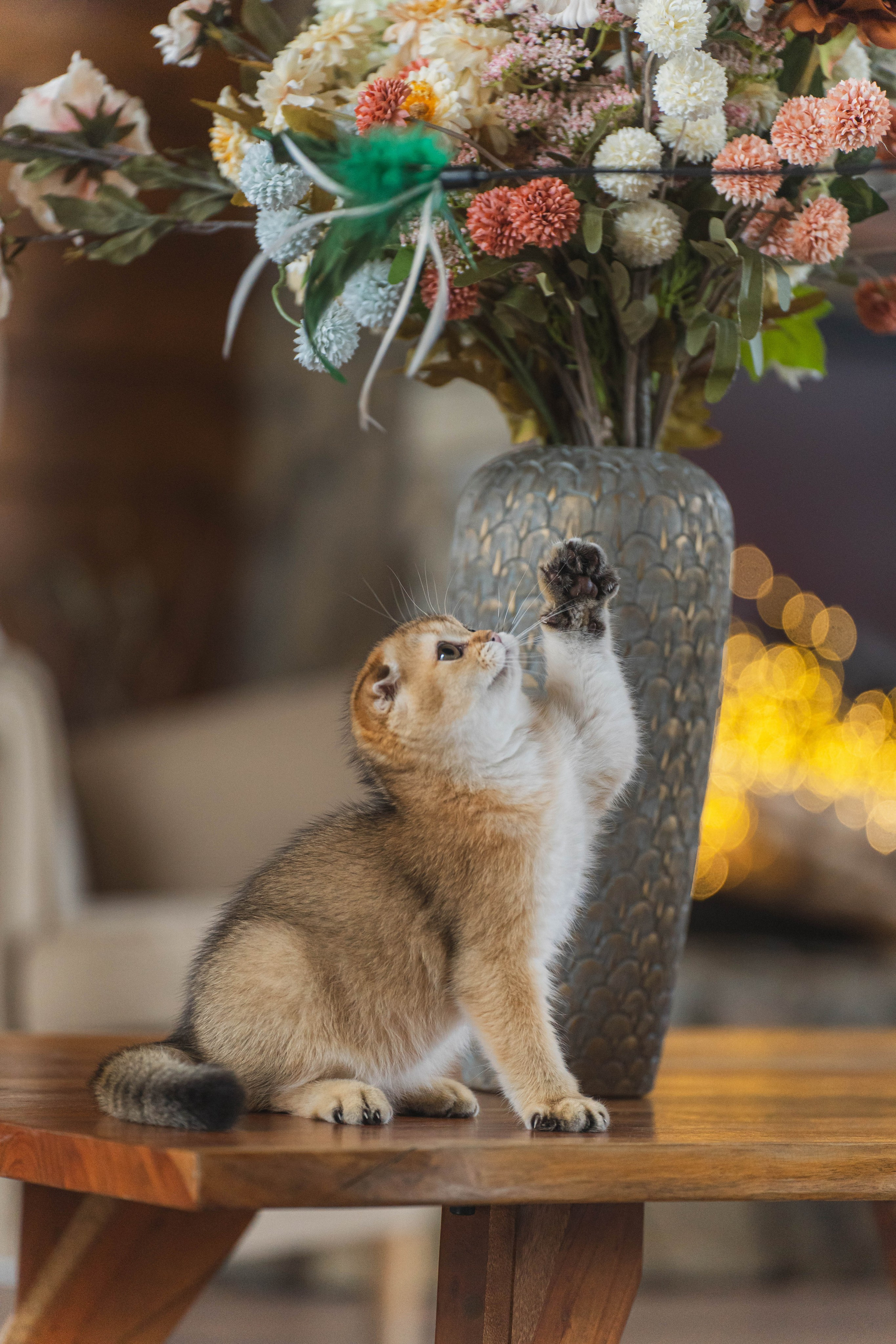 Питомник Шотландских кошек. Фотограф в Москве Ленарская Дарья