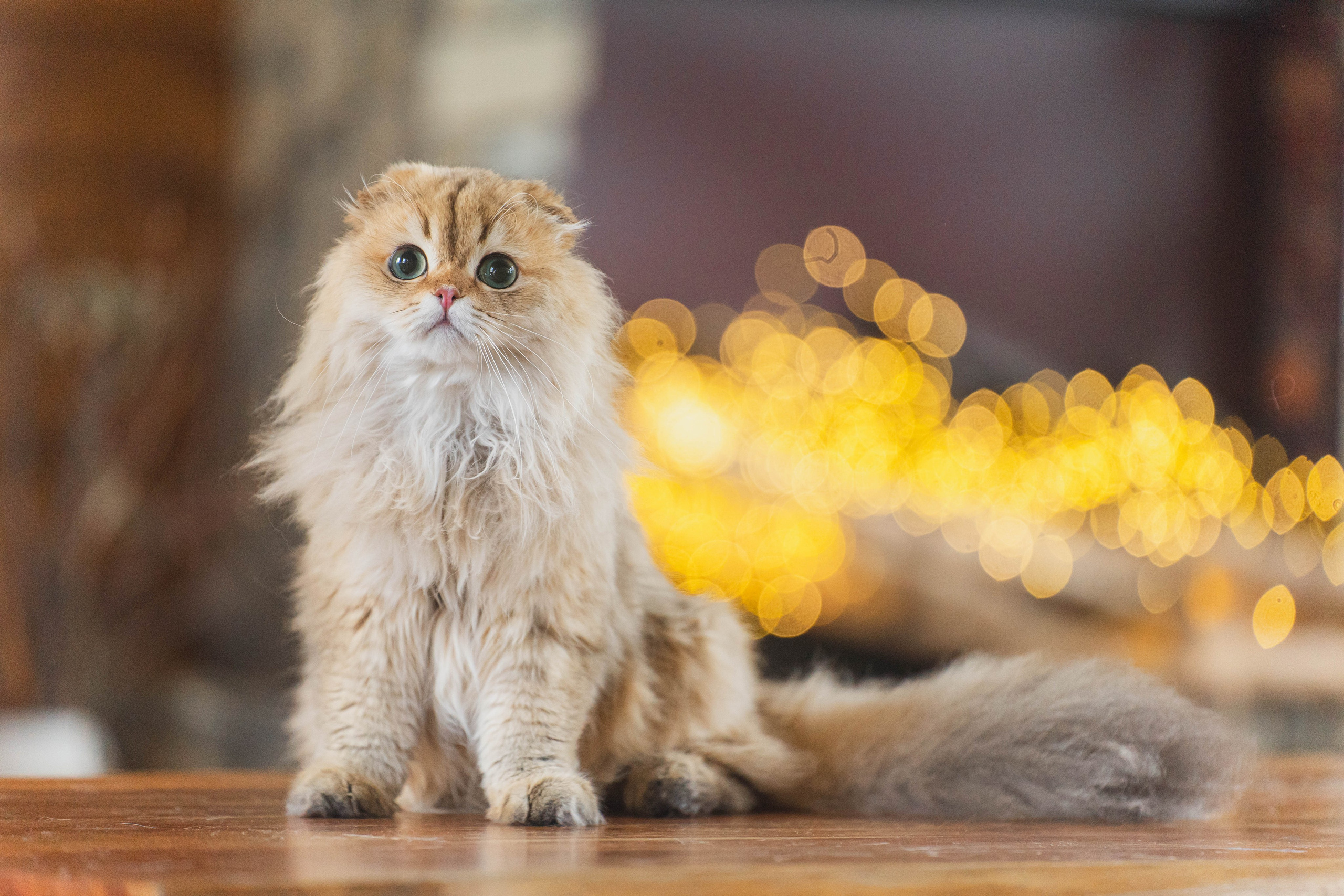 Питомник Шотландских кошек. Фотограф в Москве Ленарская Дарья