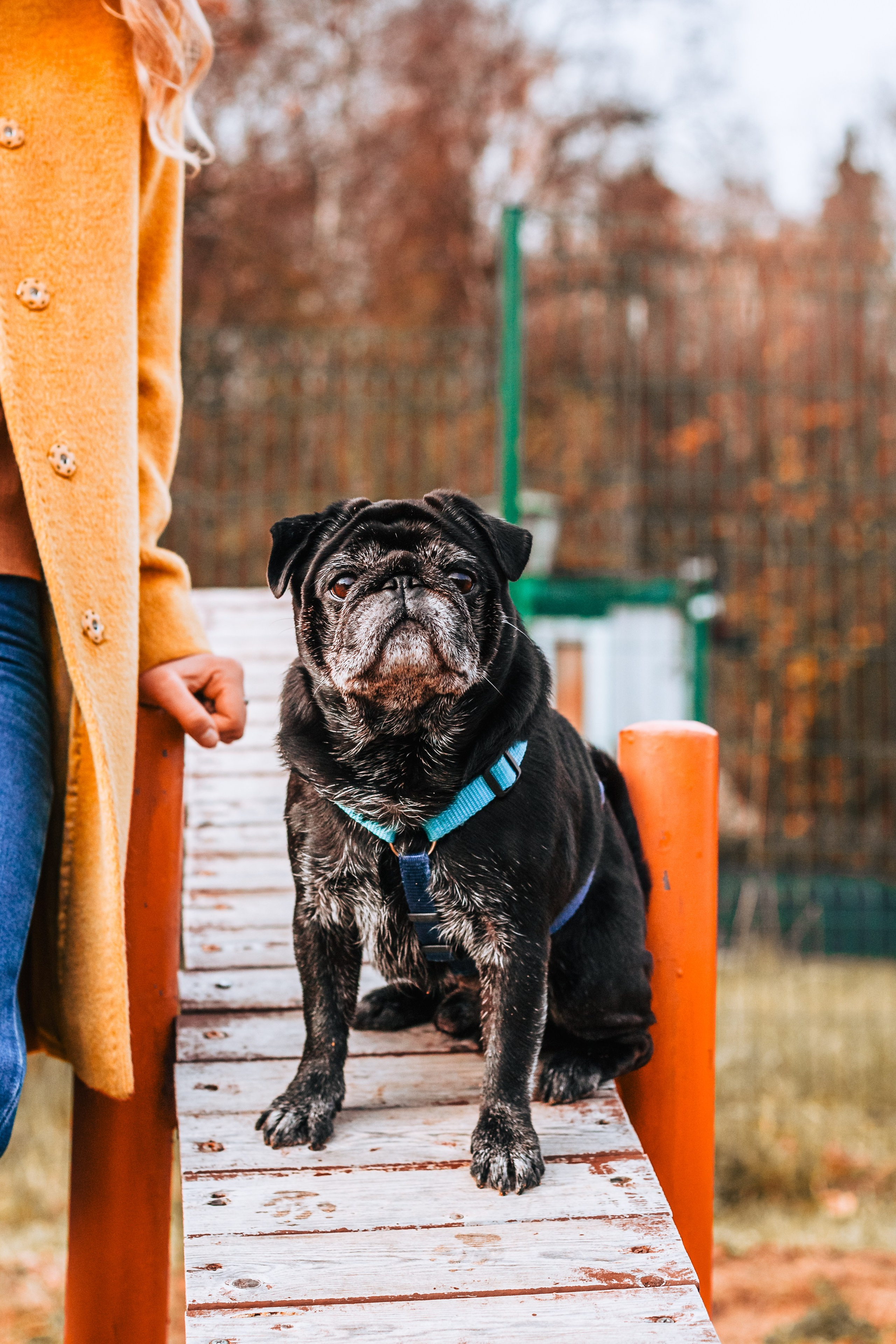 Оля, Харви, Луис. Фотограф-анималист Татьяна Степанова
