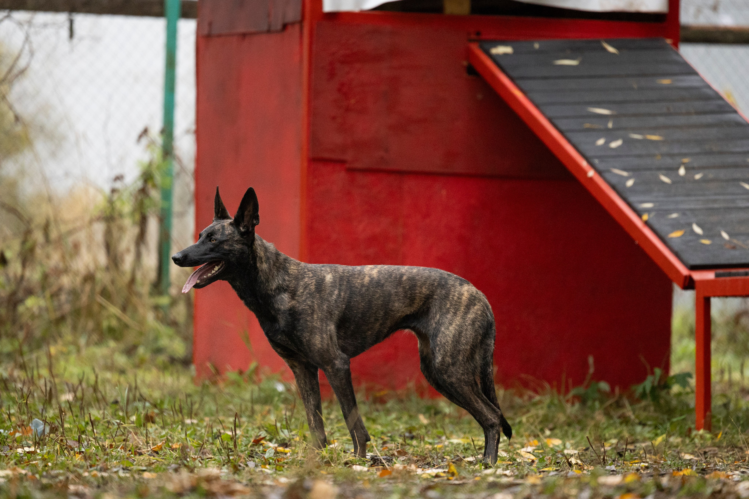 Соревнования по Мондьорингу г. Вологда. Фотограф-анималист Анна Маринич