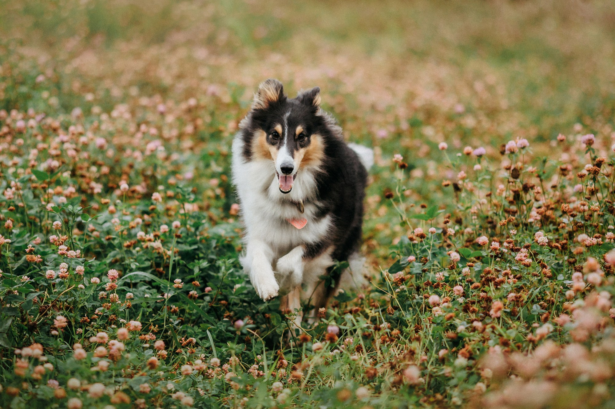 Федор, Саша и Груша. Фотограф-анималист Елена Радченко, Москва