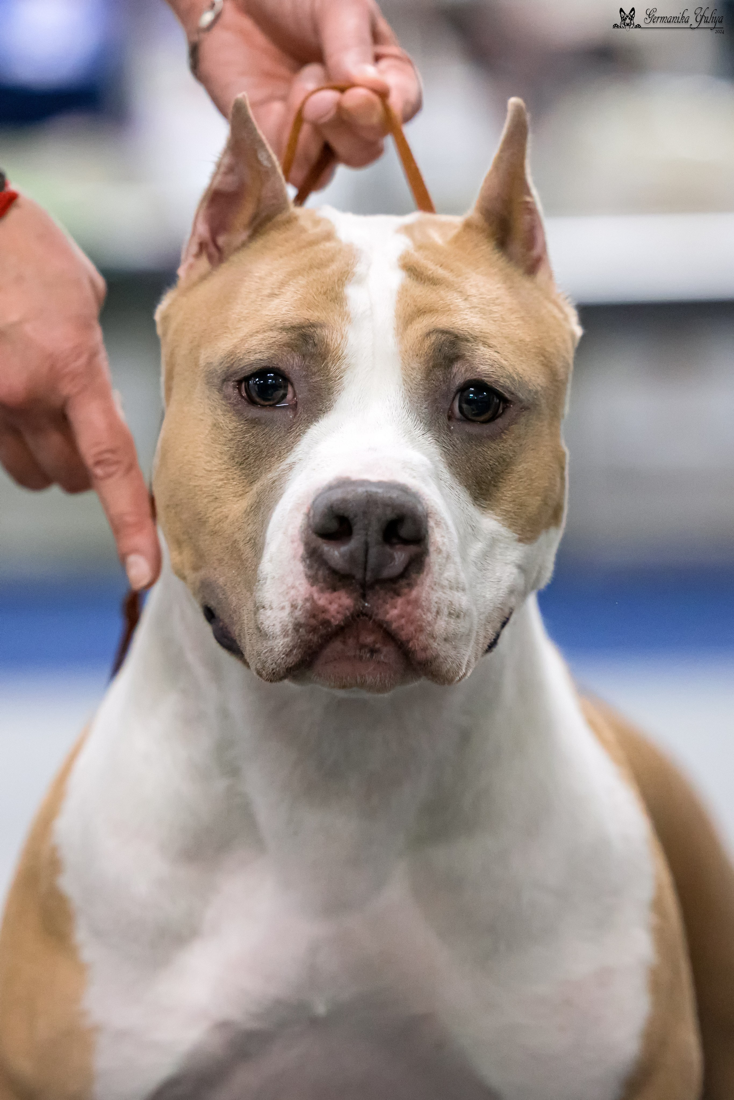 Сфера 28.01. и 4.02.2024. Фотограф-анималист Юлия Германика