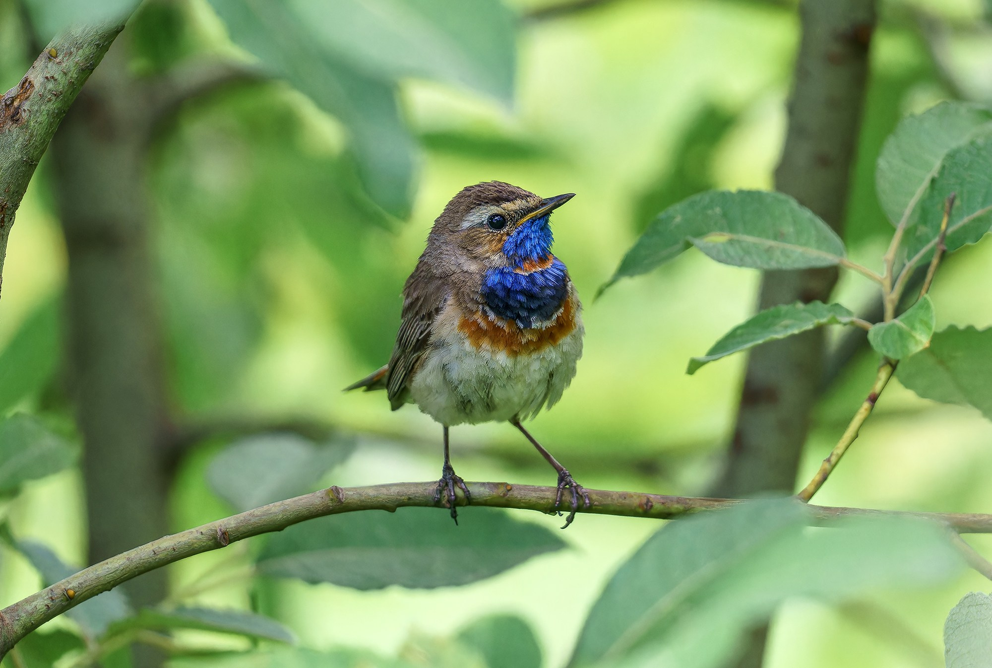 Удивительные мир птиц. Вокруг нас столько прекрасного — присмотритесь!. Ваш личный фотограф Марина Волкова