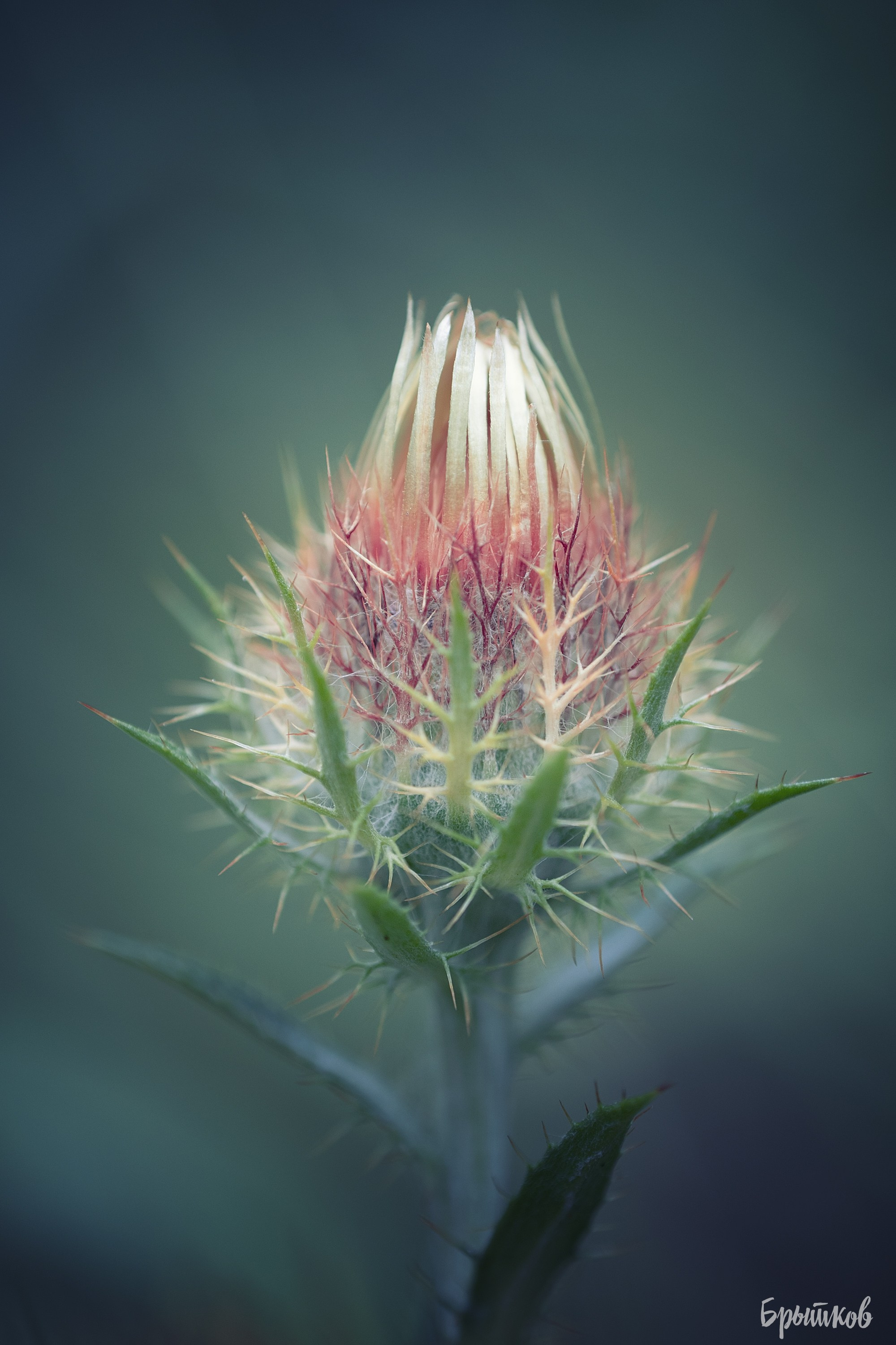 Макрофото. Николай Брытков — фотограф в Туле