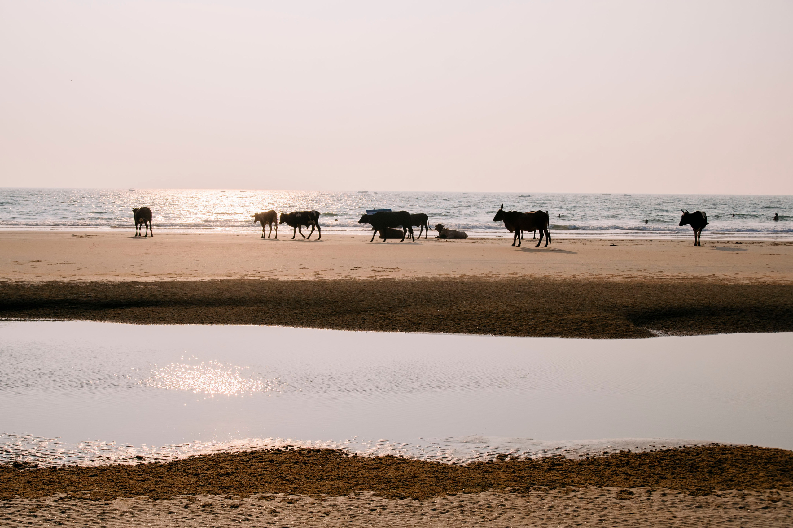 Гоа. индия. Iraogo