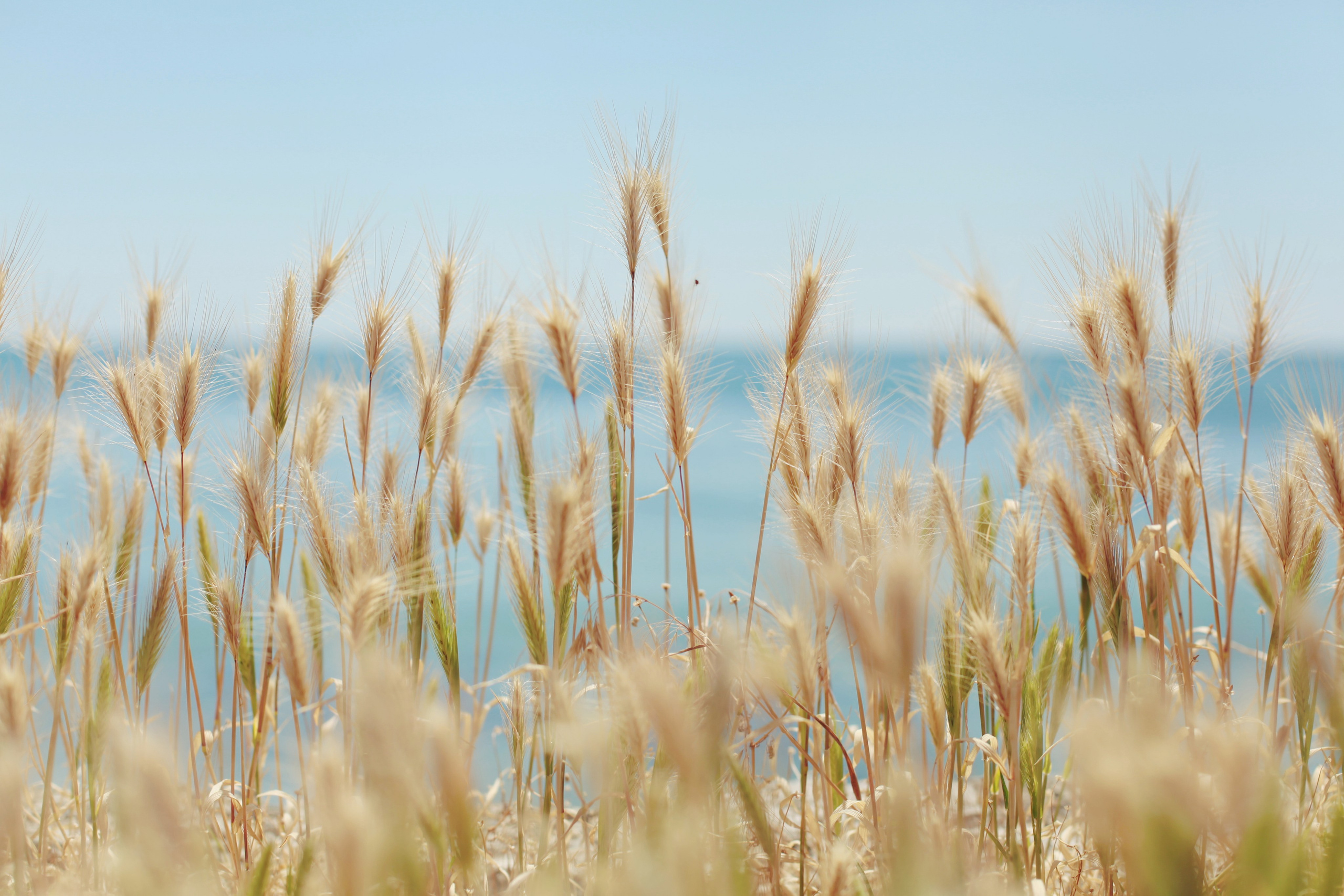 Болгария. Аня Степанова