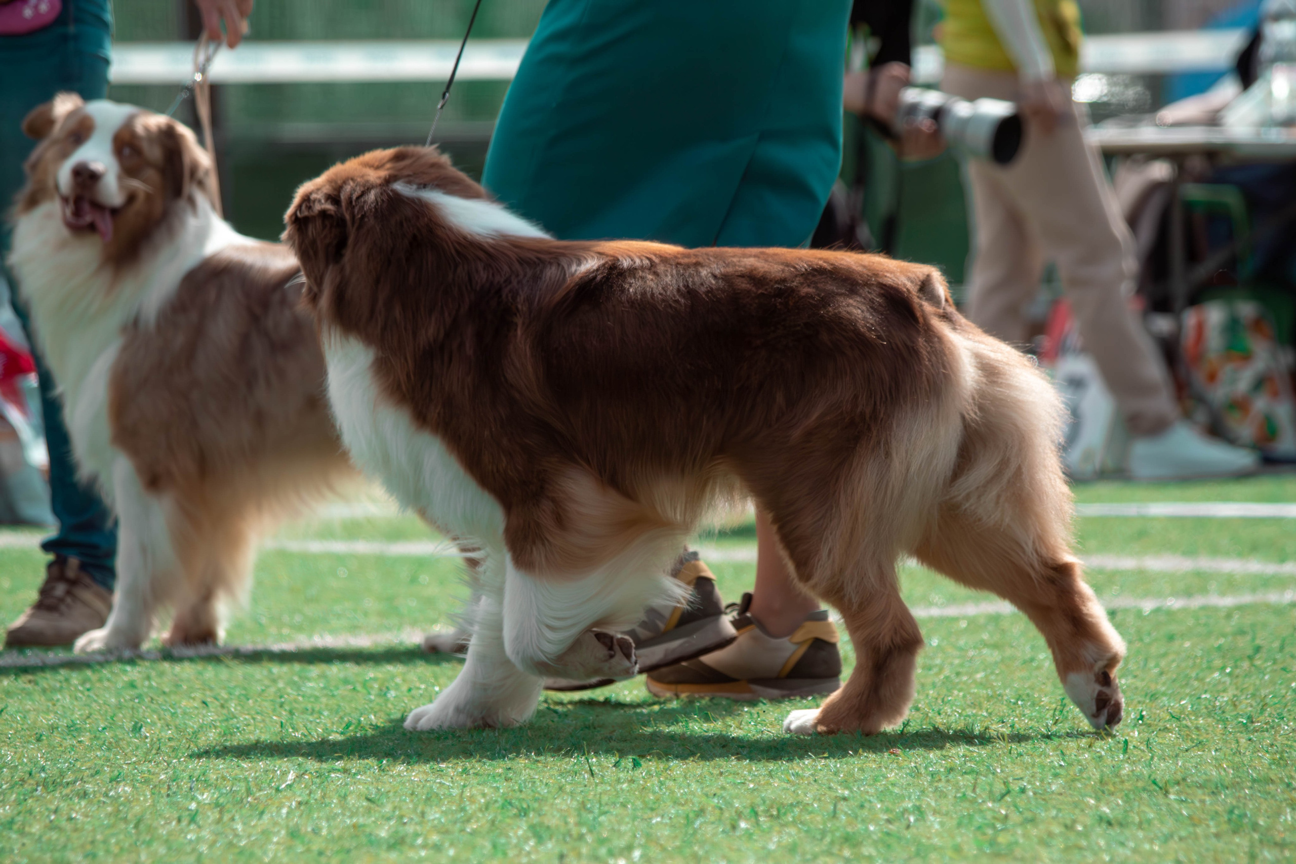 Natali Warner фотограф анималист Тула Калуга 