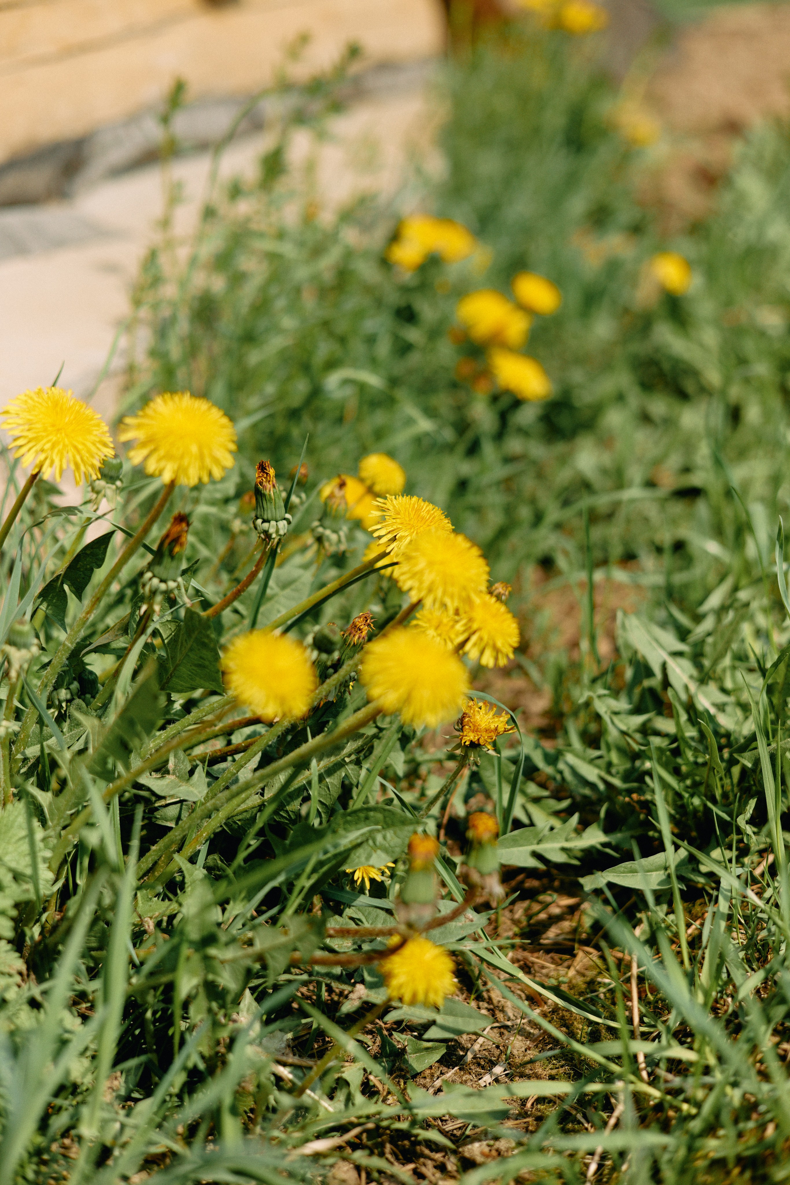 Бутик-отель Поле летом. Профессиональный Фотограф во Владимире, в Москве и в Суздале — Полина Романычева