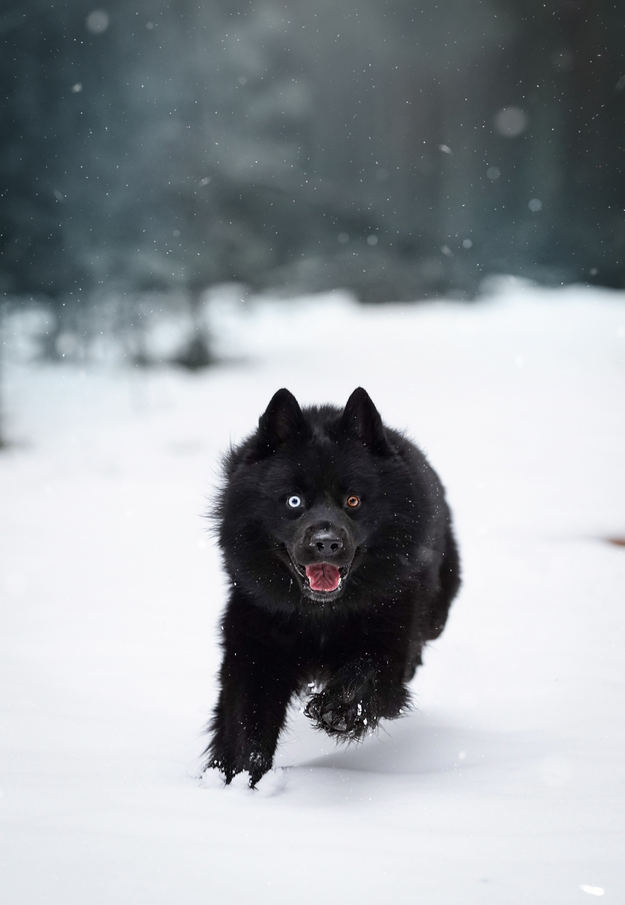 Лора Джанго и Хэппи. Фотограф-анималист в Санкт-Петербурге Яна Мартынова