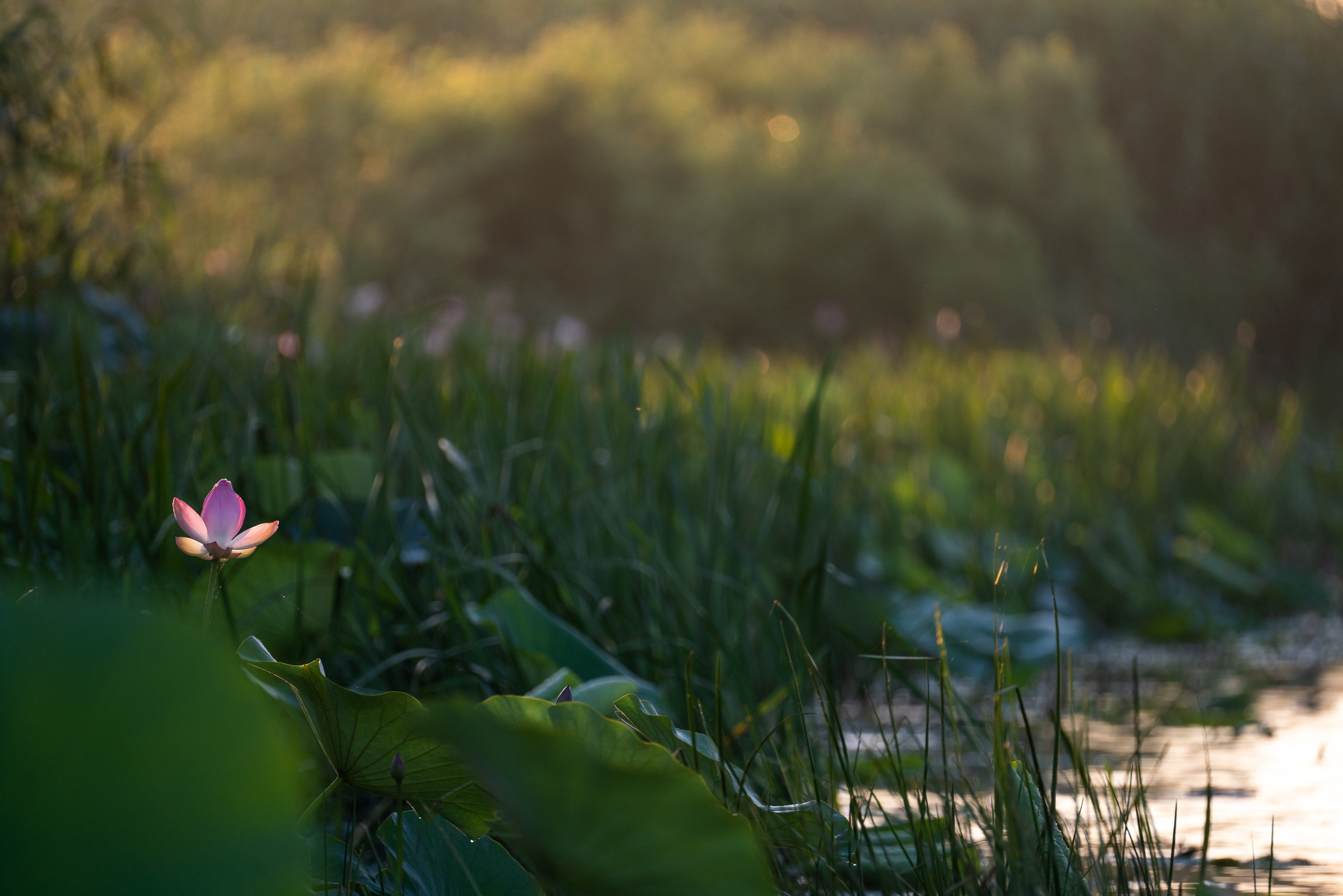 Золотые лотосы. Июль