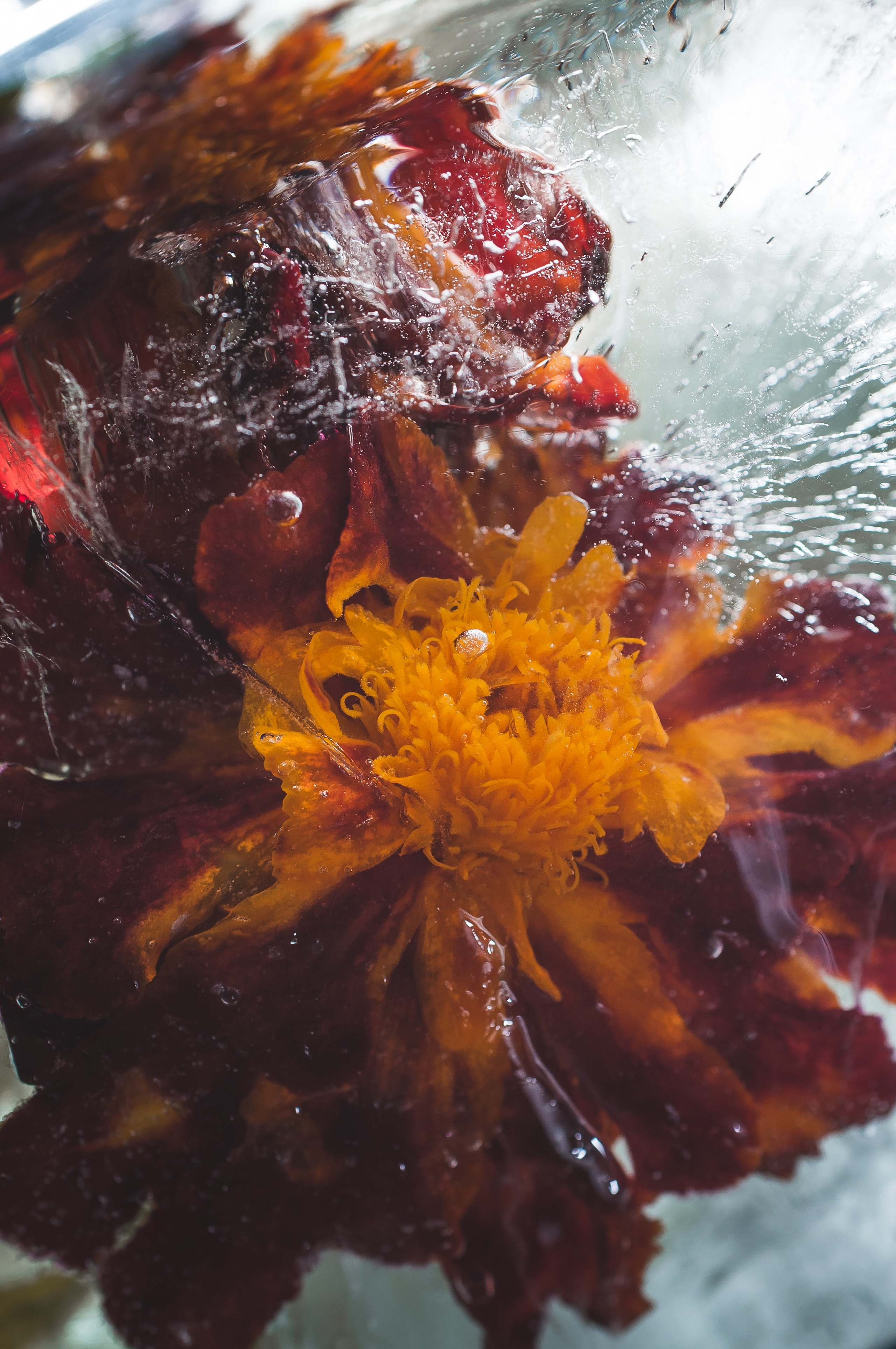 FFF — Frozen Fairy Flower. Фотограф в Санкт-Петербурге Анна Гончар