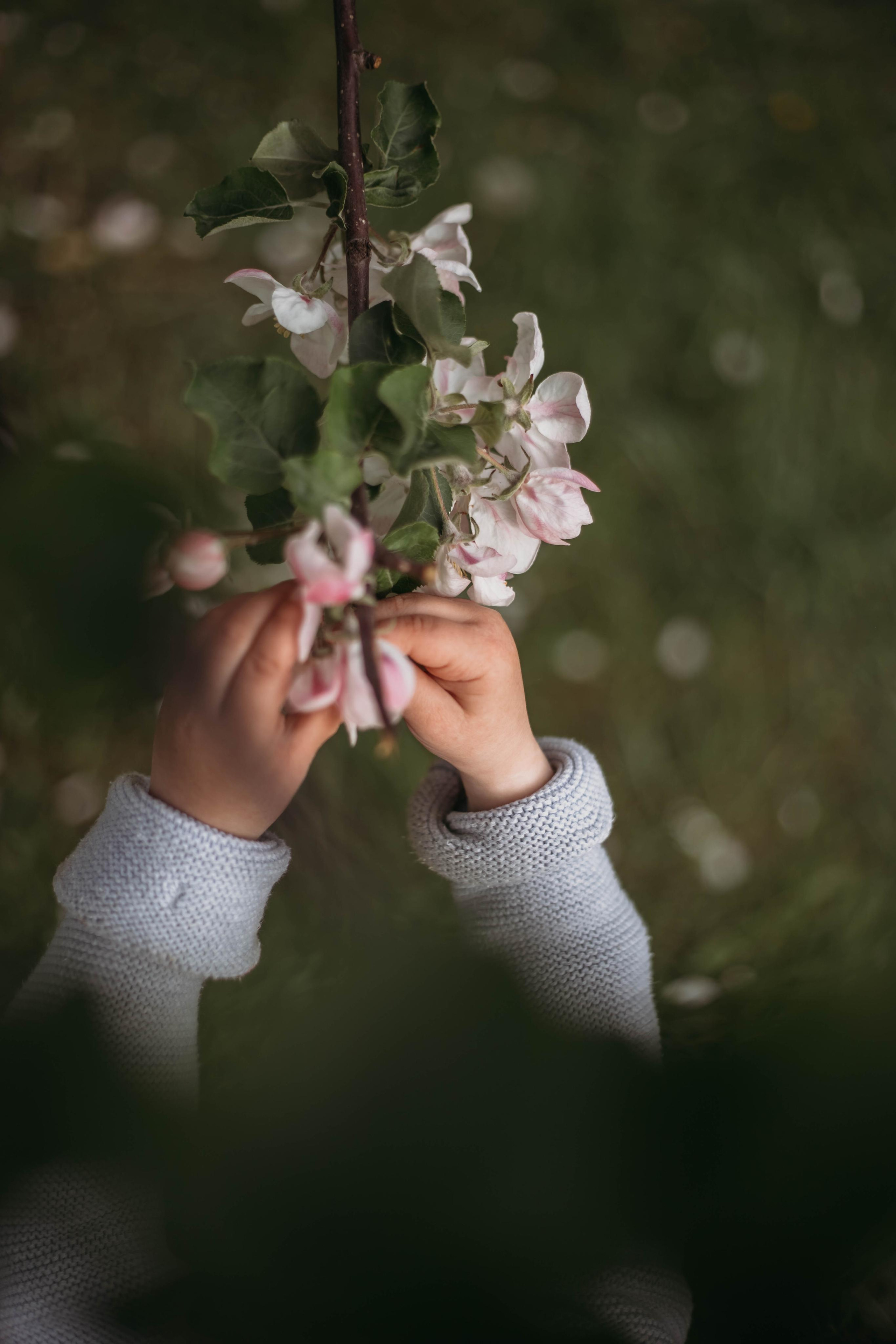Яблони. Семейный и детский фотограф Минск, Беларусь