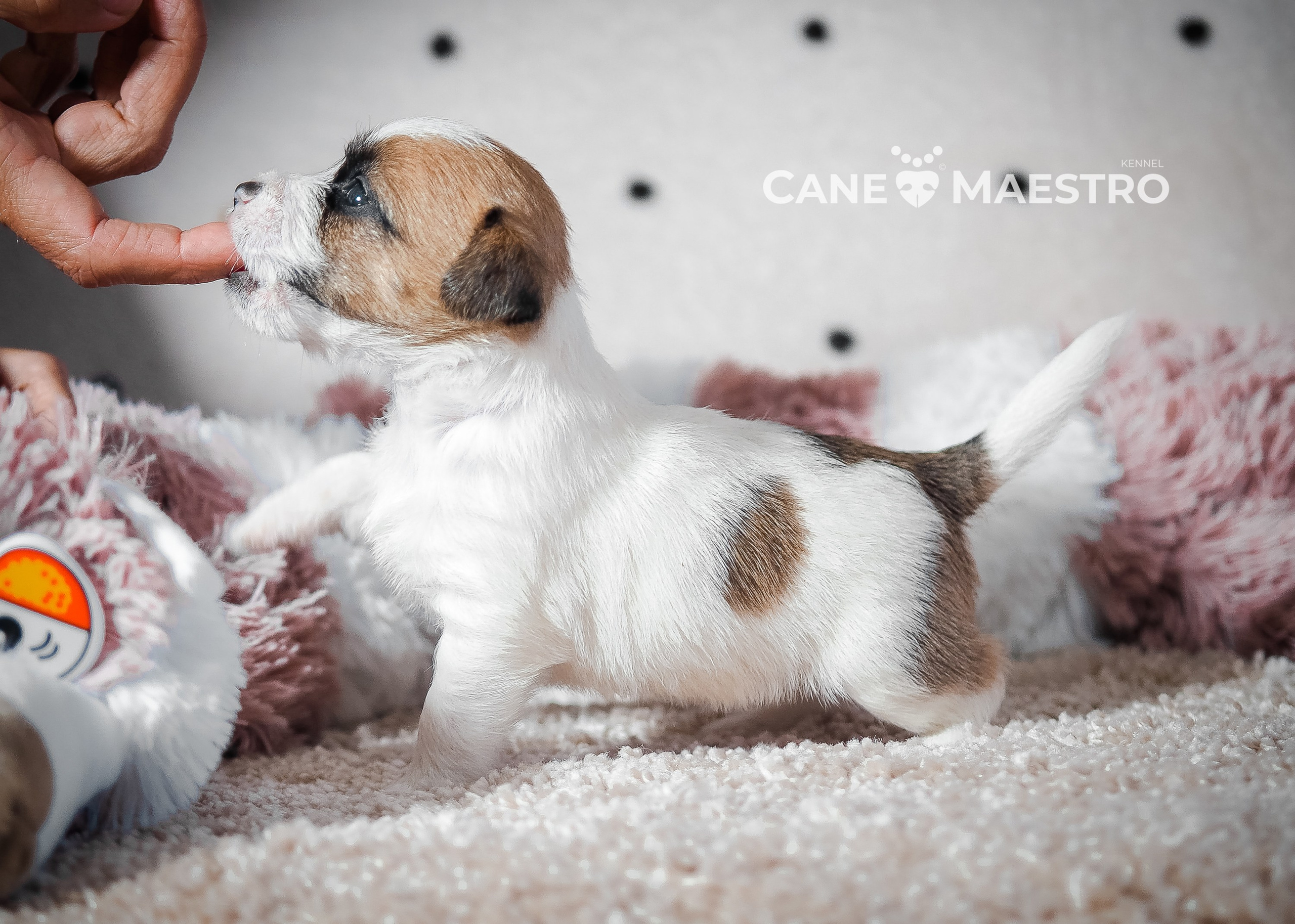 Щенок бело-рыжий джек рассел терьер. КАНЕ МАЭСТРО — питомник Джек рассел терьеров