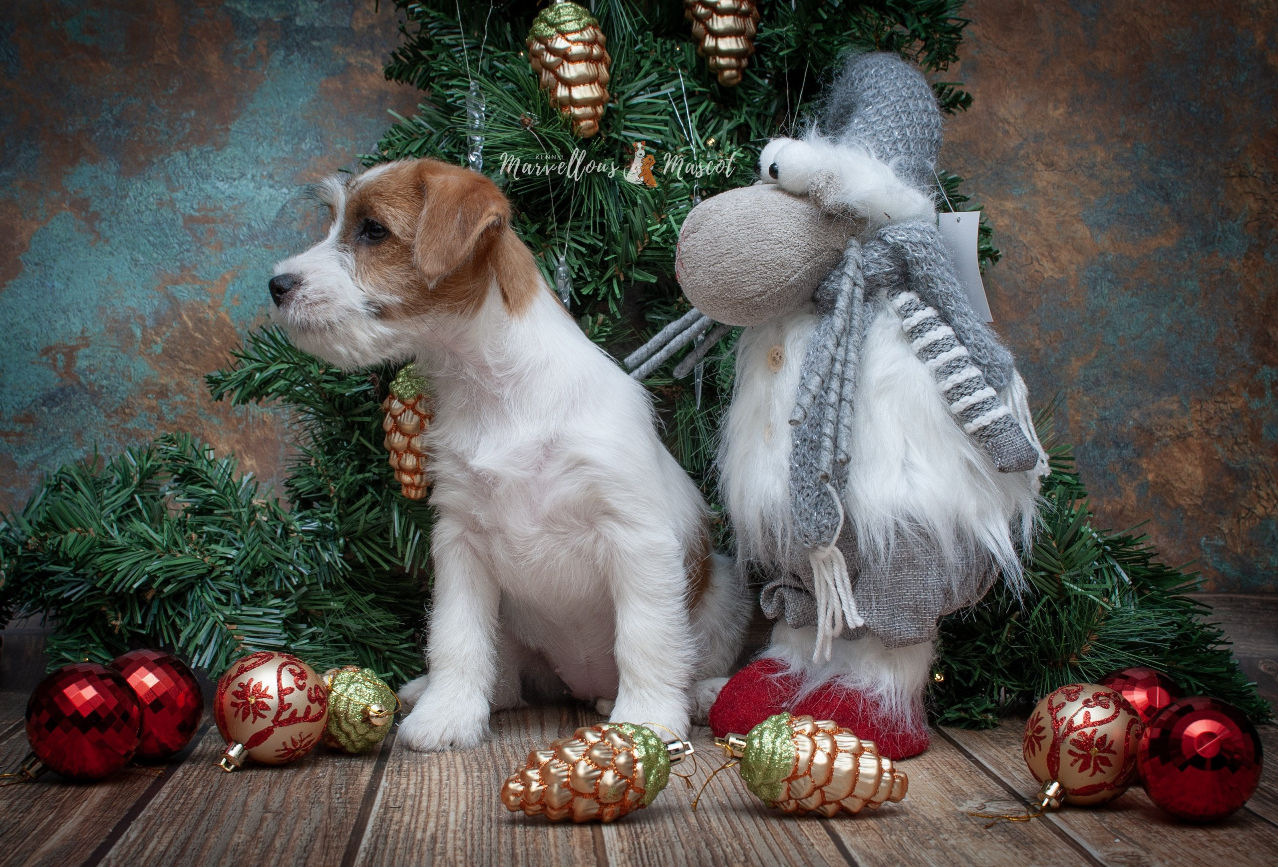 Роза. CANE MAESTRO — kennel Jack Russell Terrier