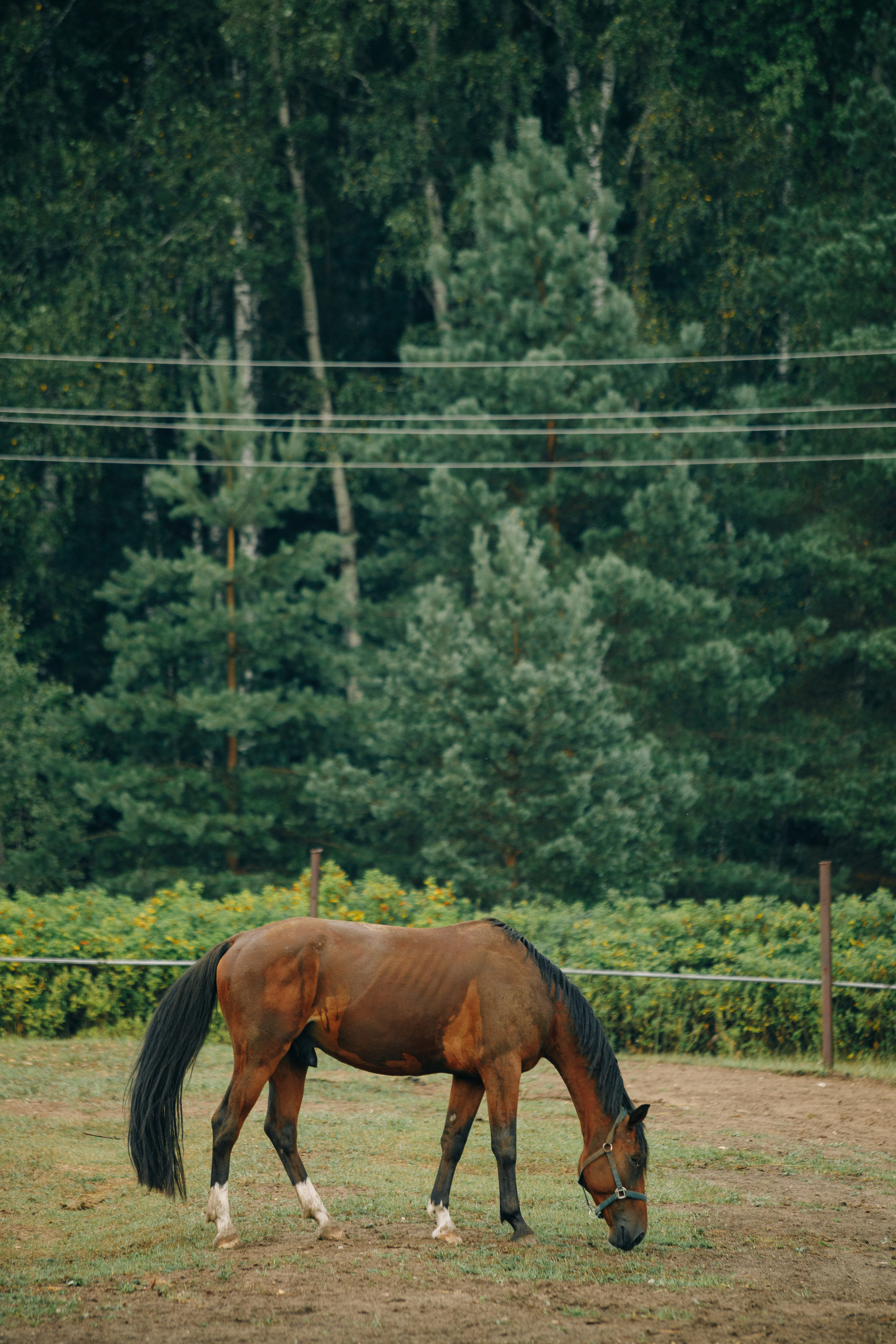 Мария и Никита. Фотограф Олег Коровяков