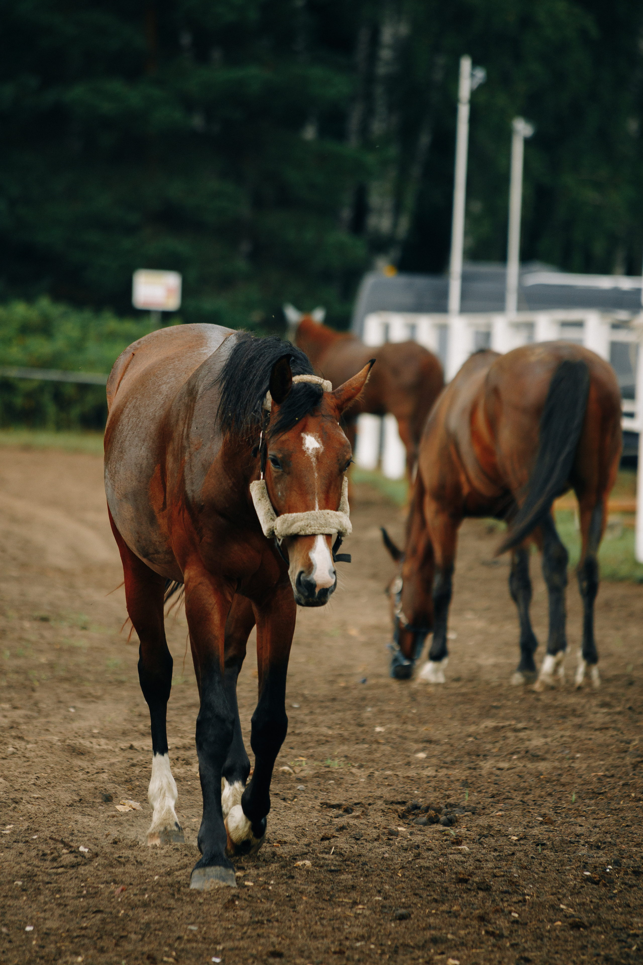 Мария и Никита. Фотограф Олег Коровяков