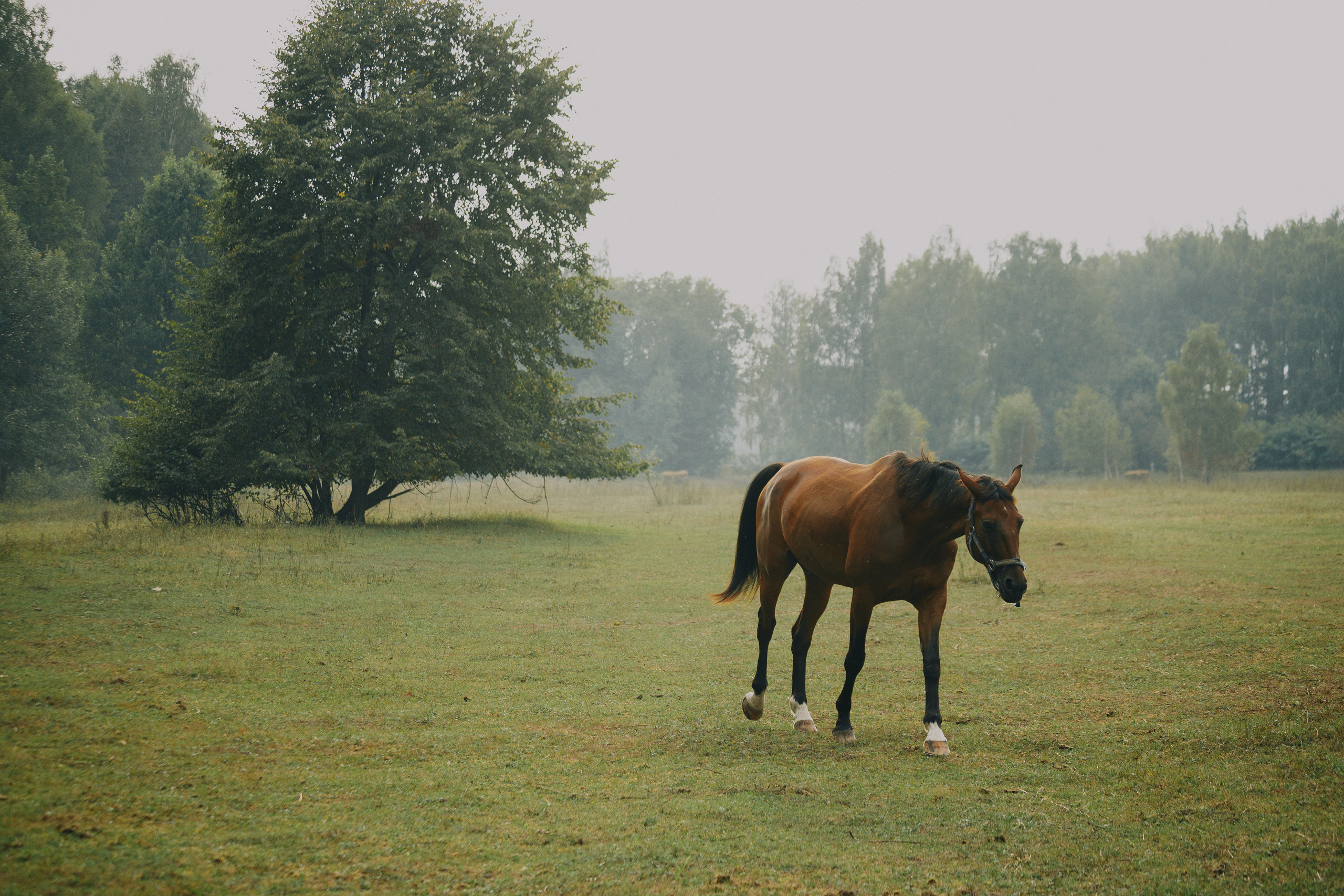 Мария и Никита. Фотограф Олег Коровяков