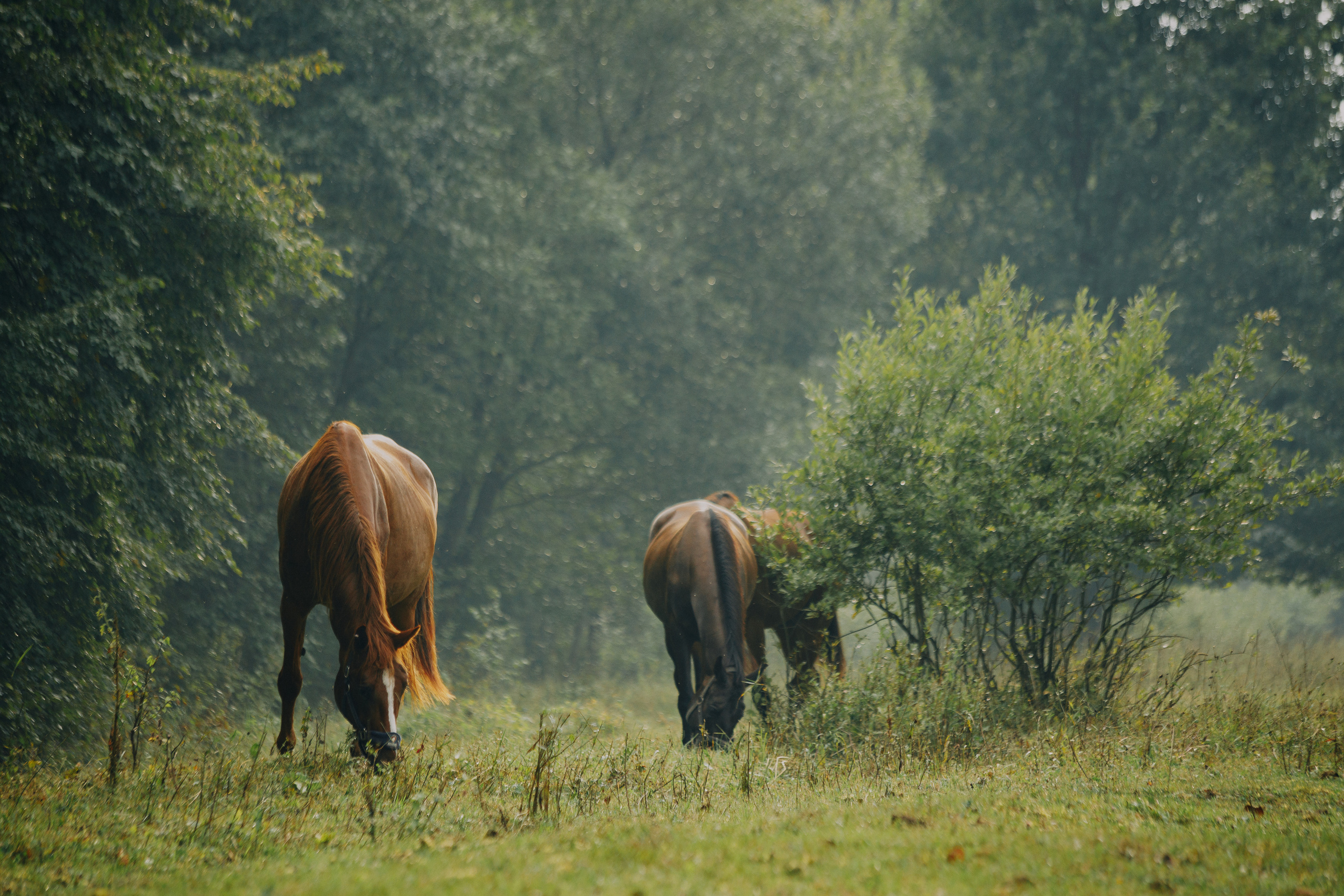 Мария и Никита. Фотограф Олег Коровяков