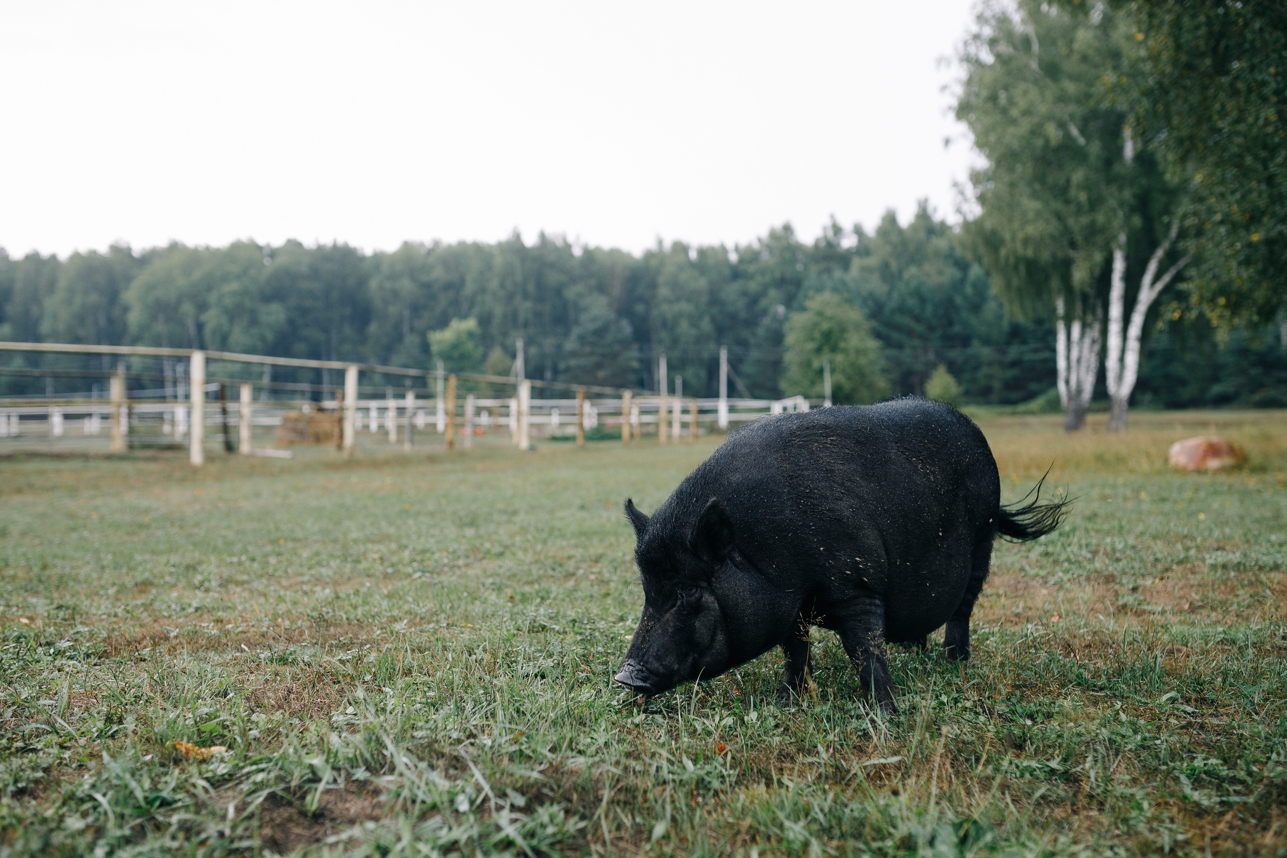 Мария и Никита. Фотограф Олег Коровяков