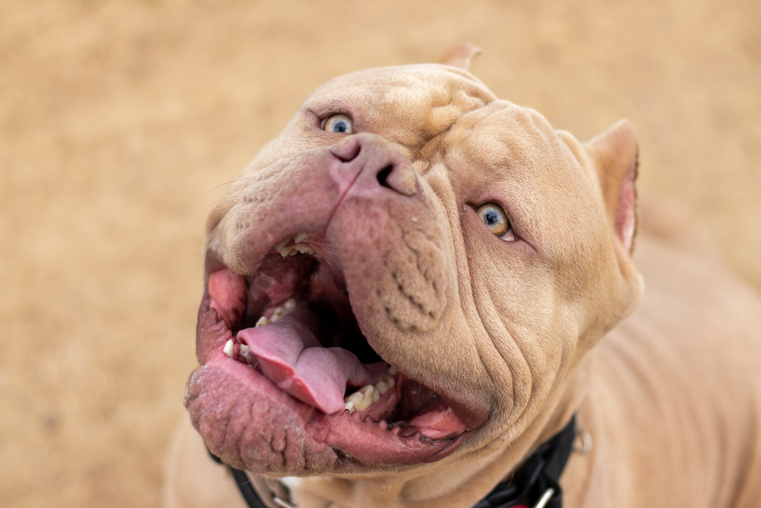 Собаки. Фотограф в Вязьме