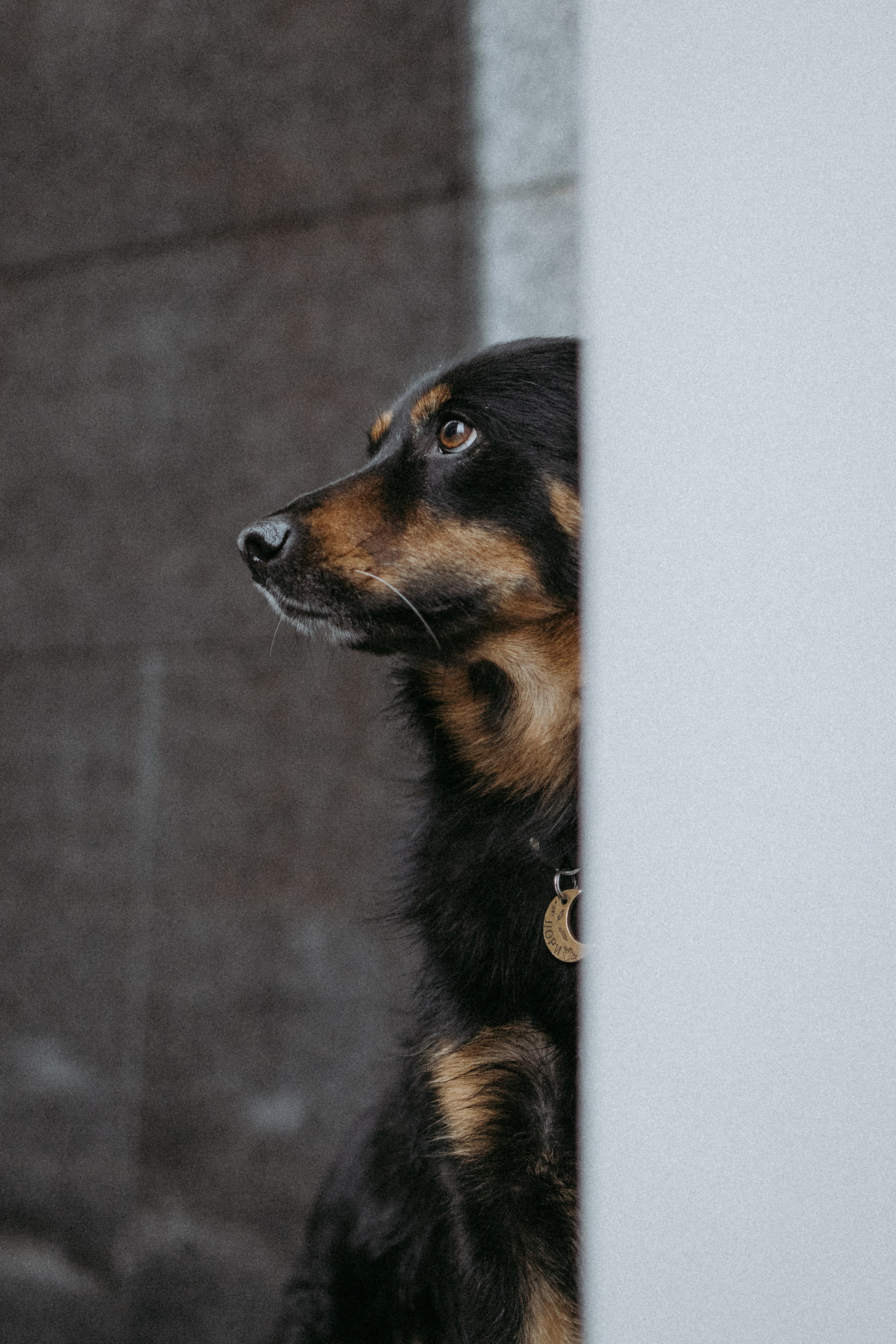 Саша, Ксюша и их банда. Фотораф — анималист Мария Шистка