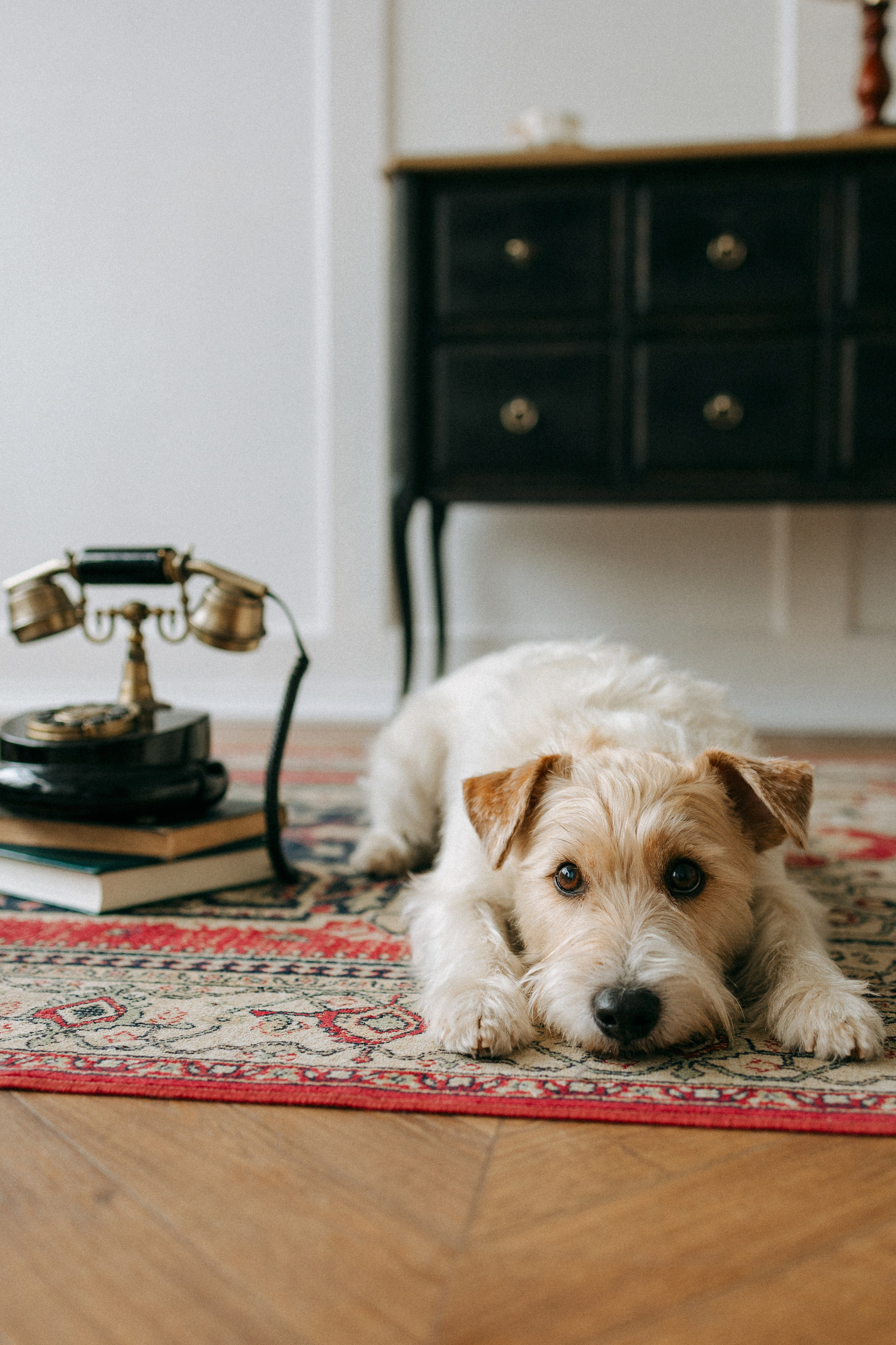 Цунами, Теон и Женя. Фотограф анималист Анастасия Пикей