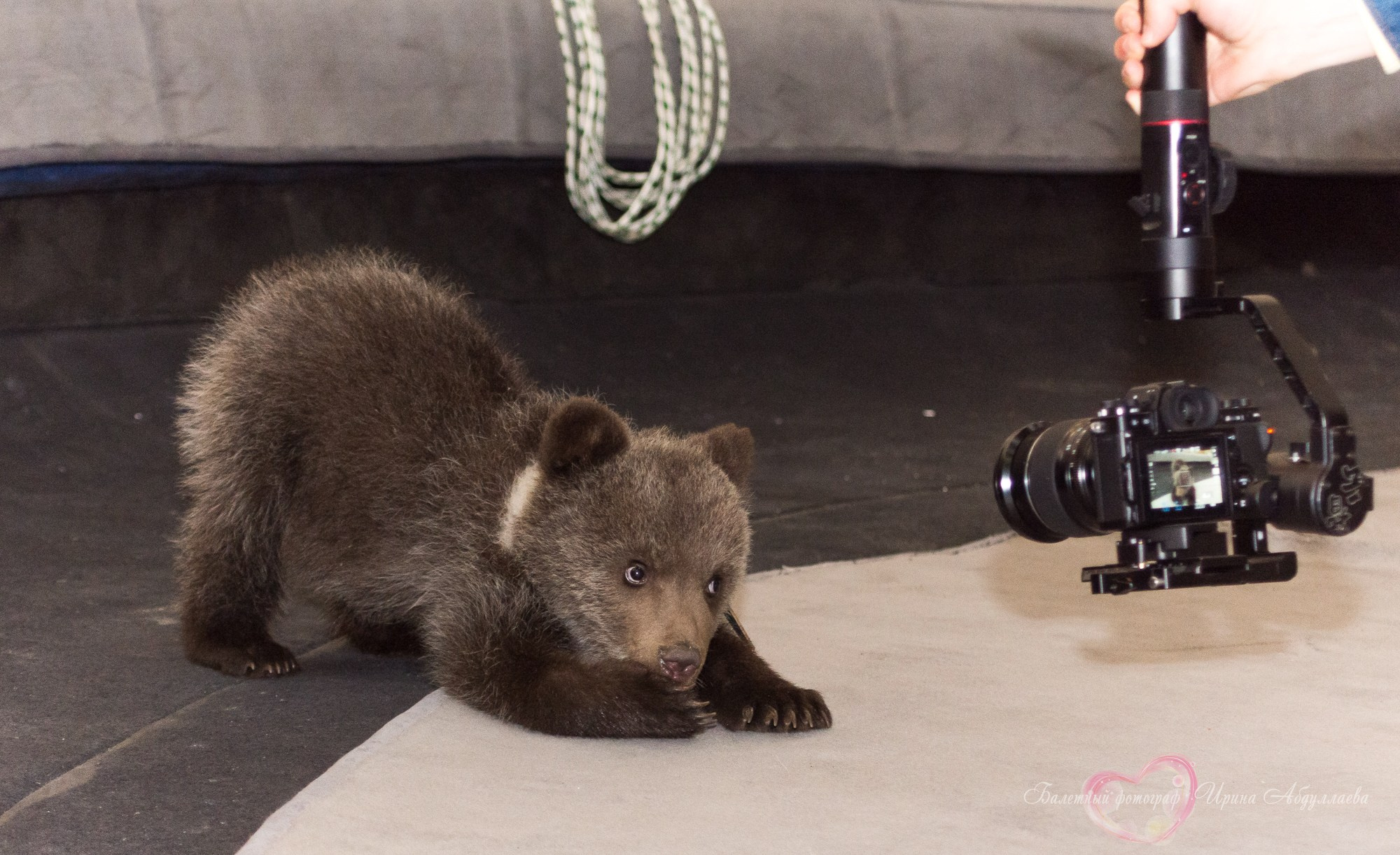Артист цирка Олег Александров (прогулка -интервью): «Секрет дрессировки — любовь к животным и профессии»